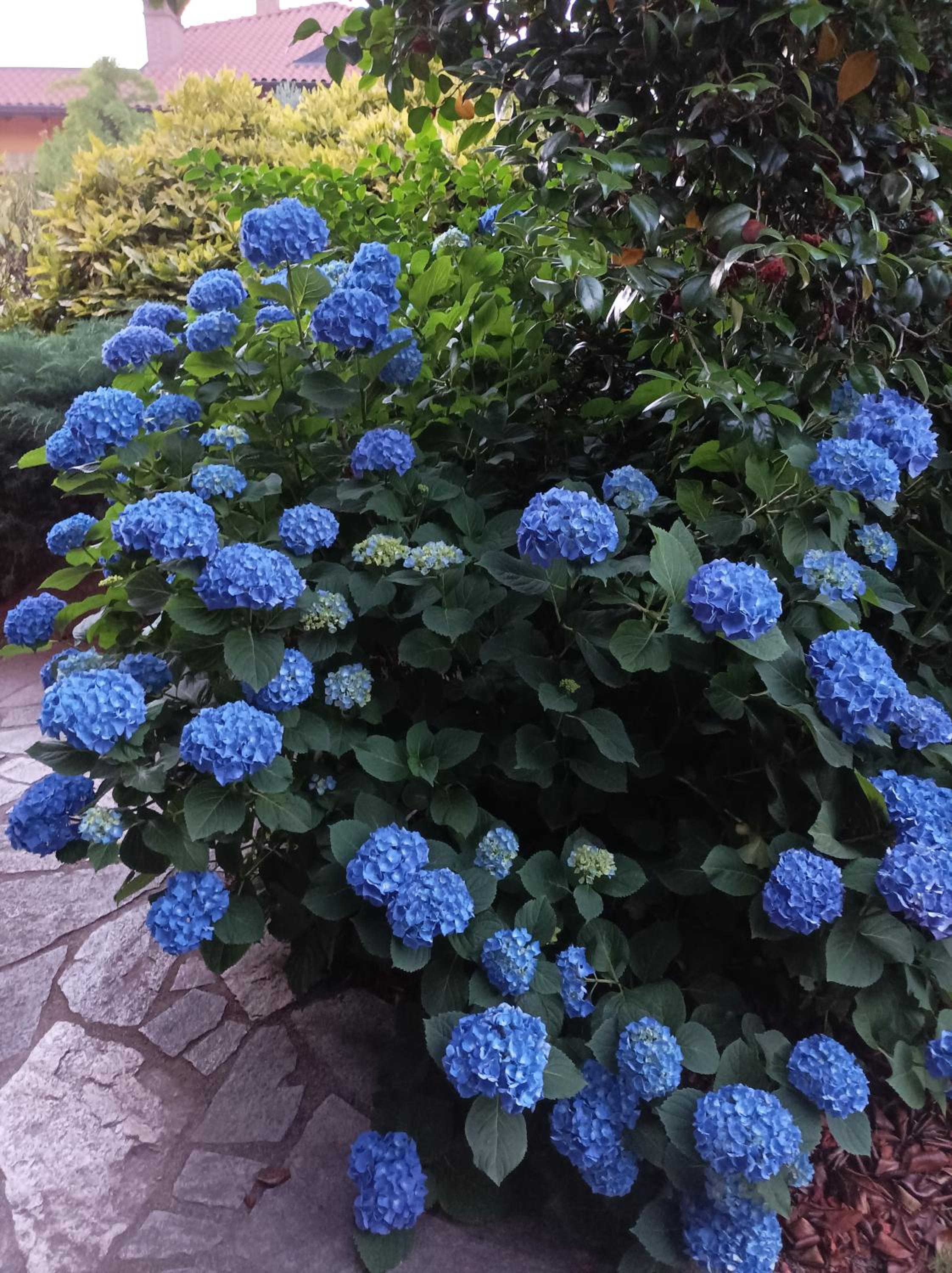 Photo 42