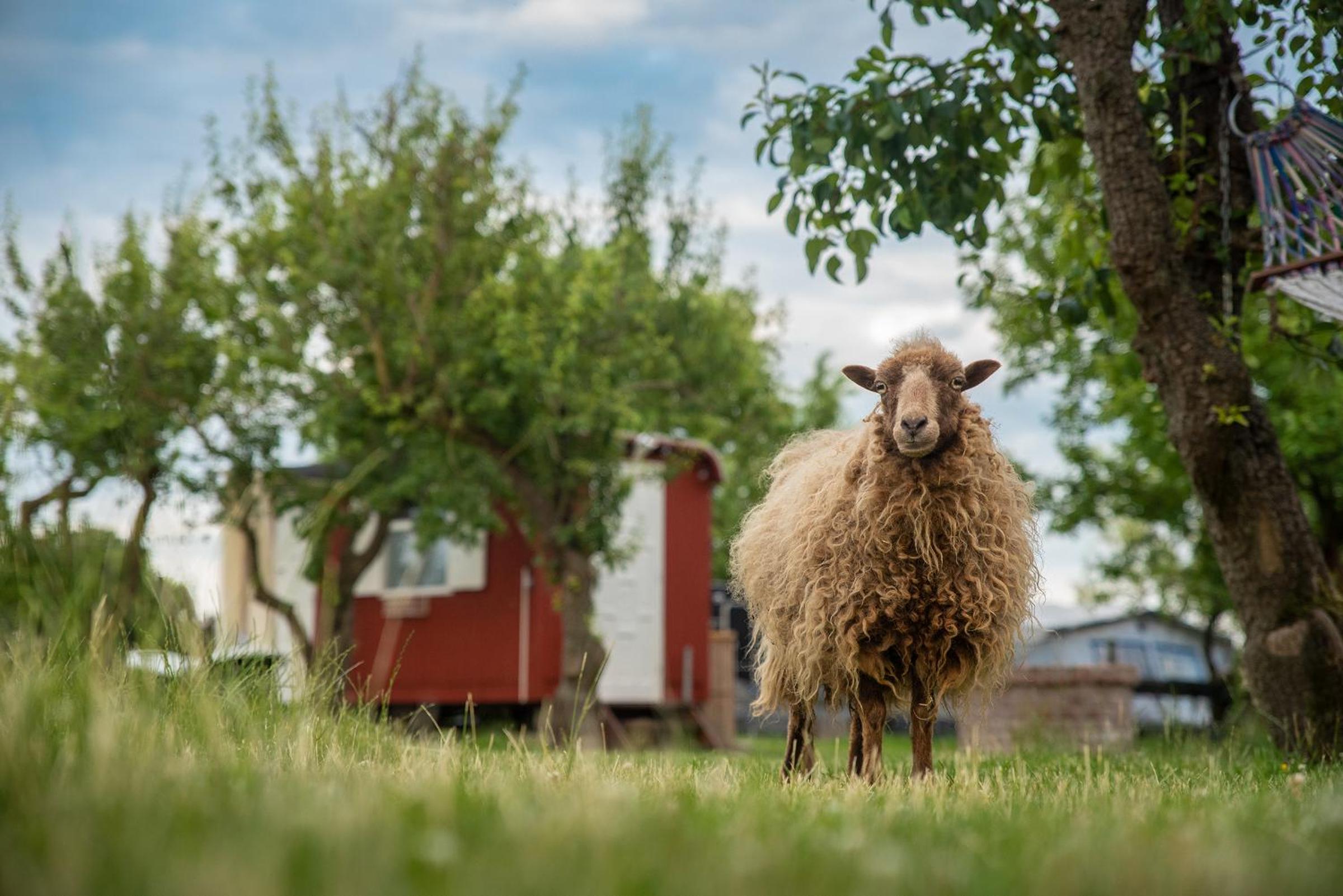 Slapen tussen de schapen in pipowagen de Ome Jan