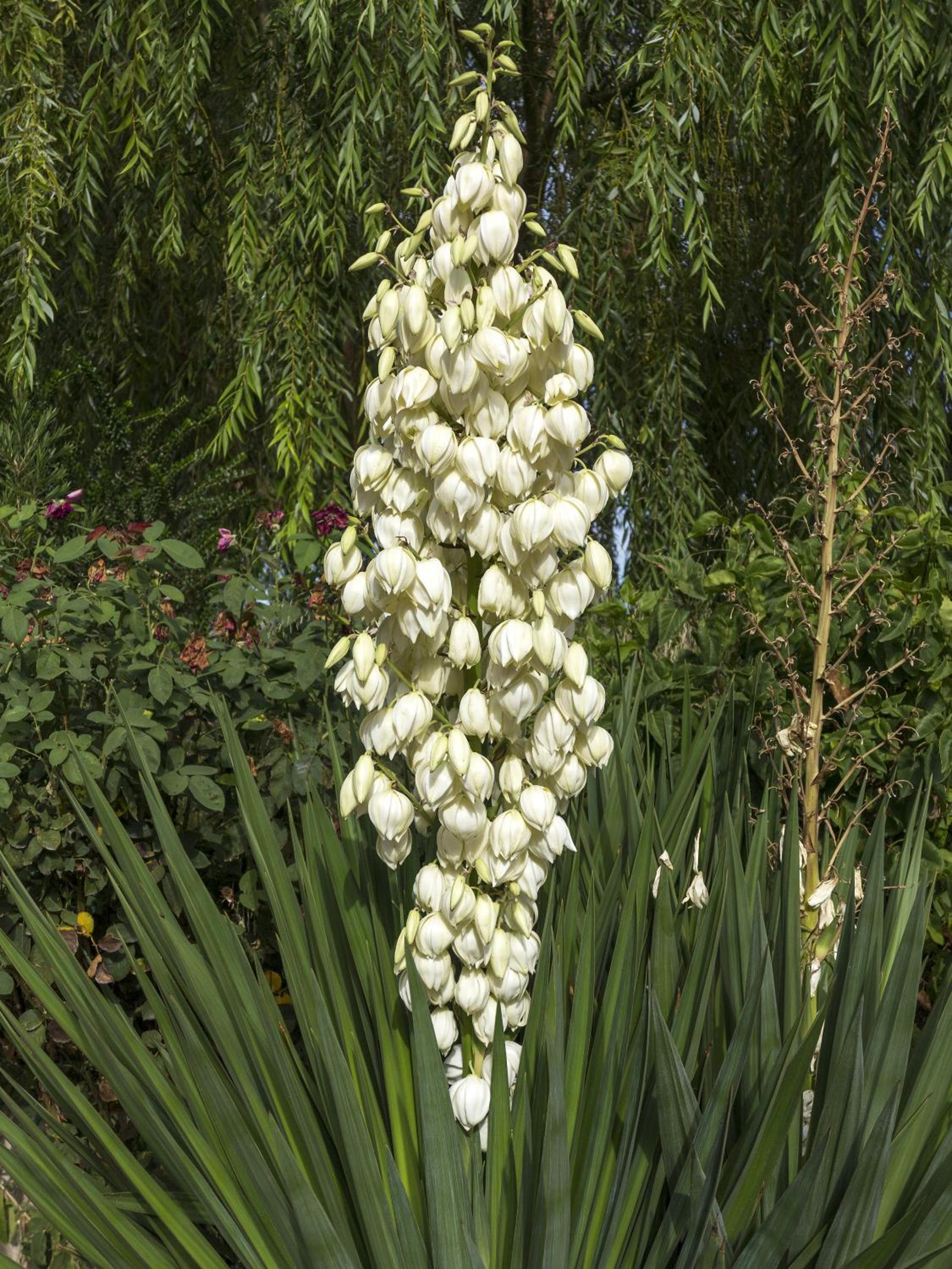 Jardines de Casablanca