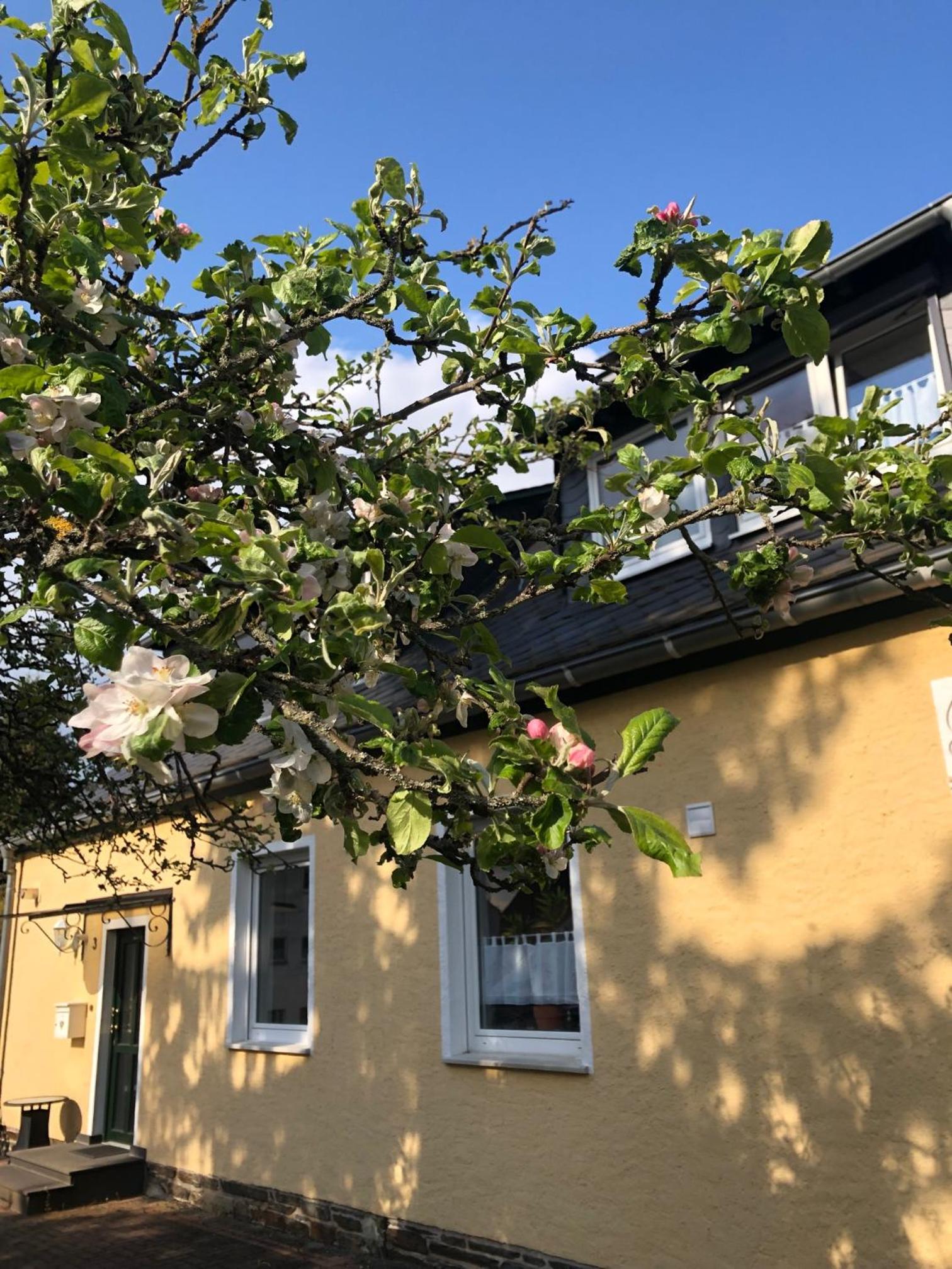 Am Apfelbaum, ein Ferienhaus zwischen Rhein und Mosel