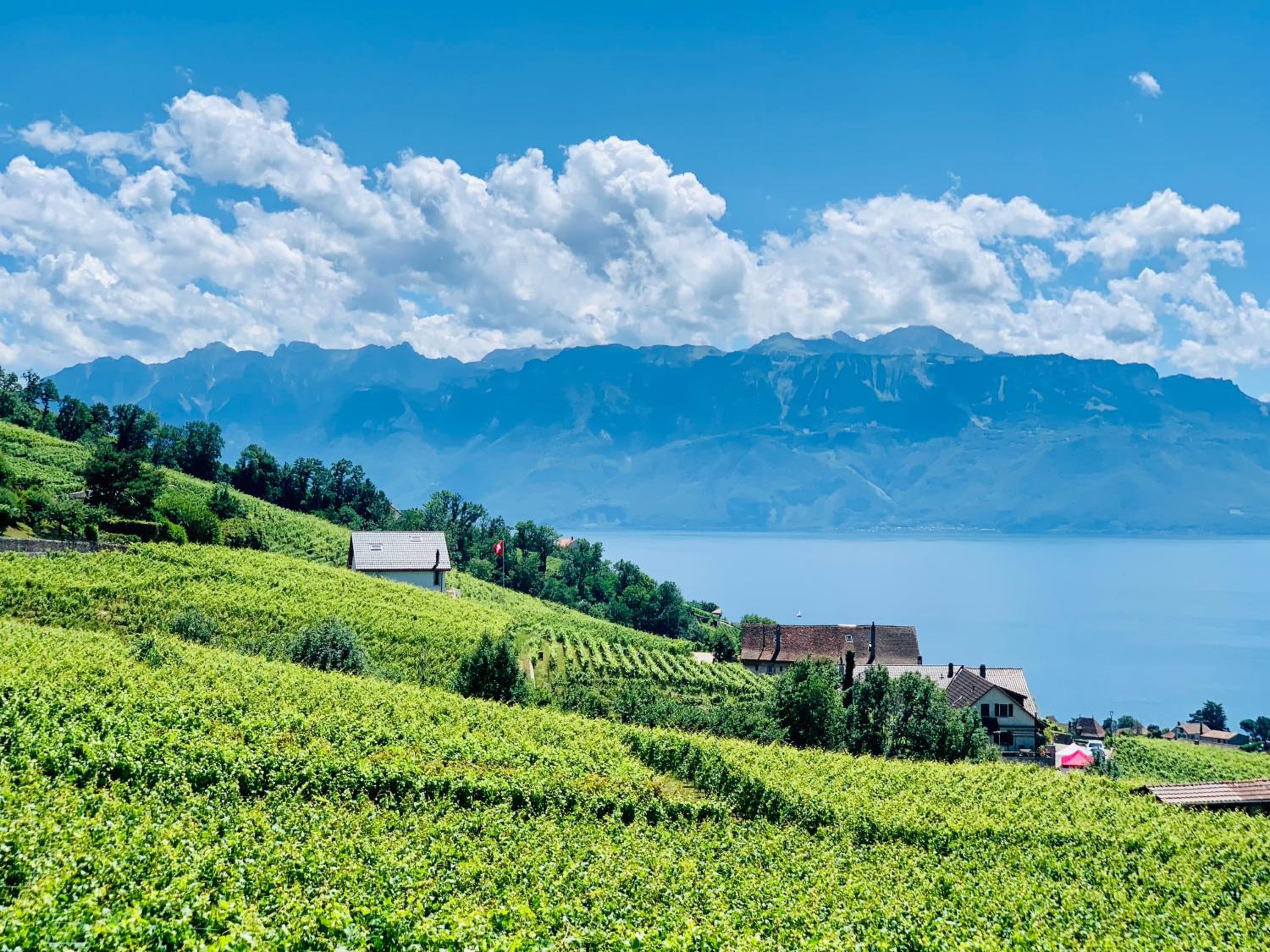 #Lavaux