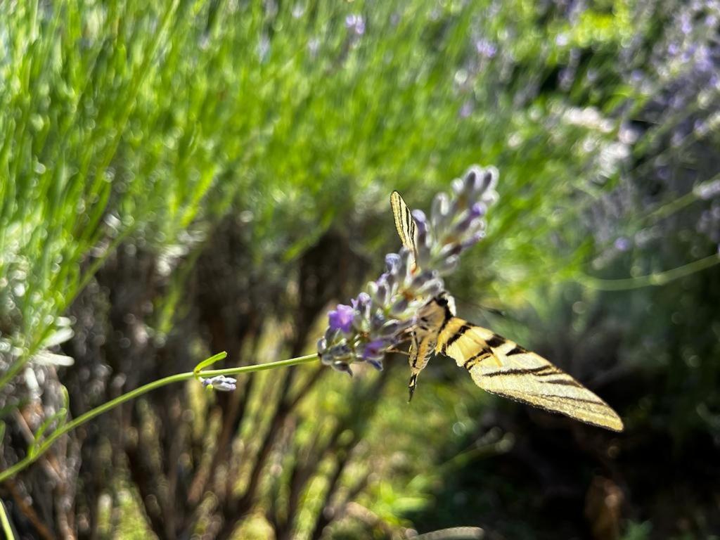 Photo 32