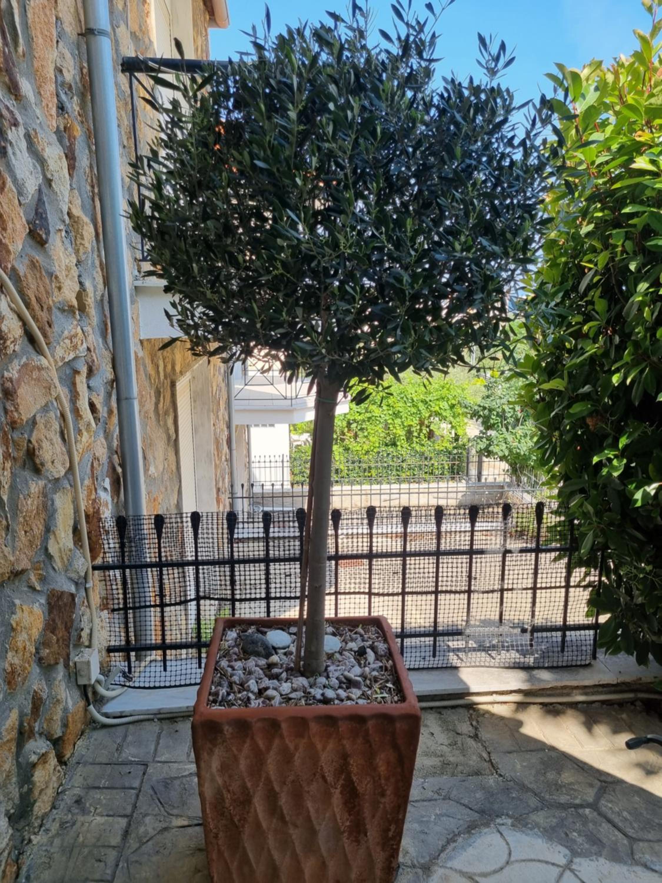 maisonette Zhana