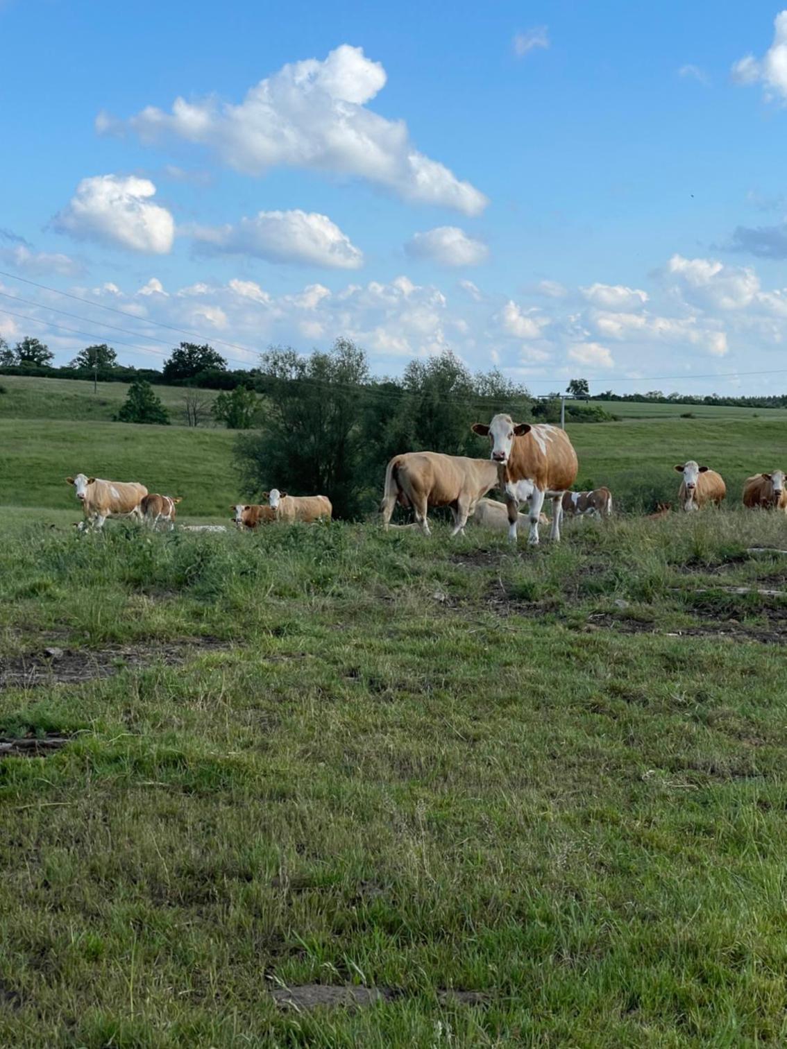 Naturnahes, neu möbl.Apartment, hundefreundlich