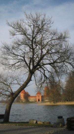 Photo 33