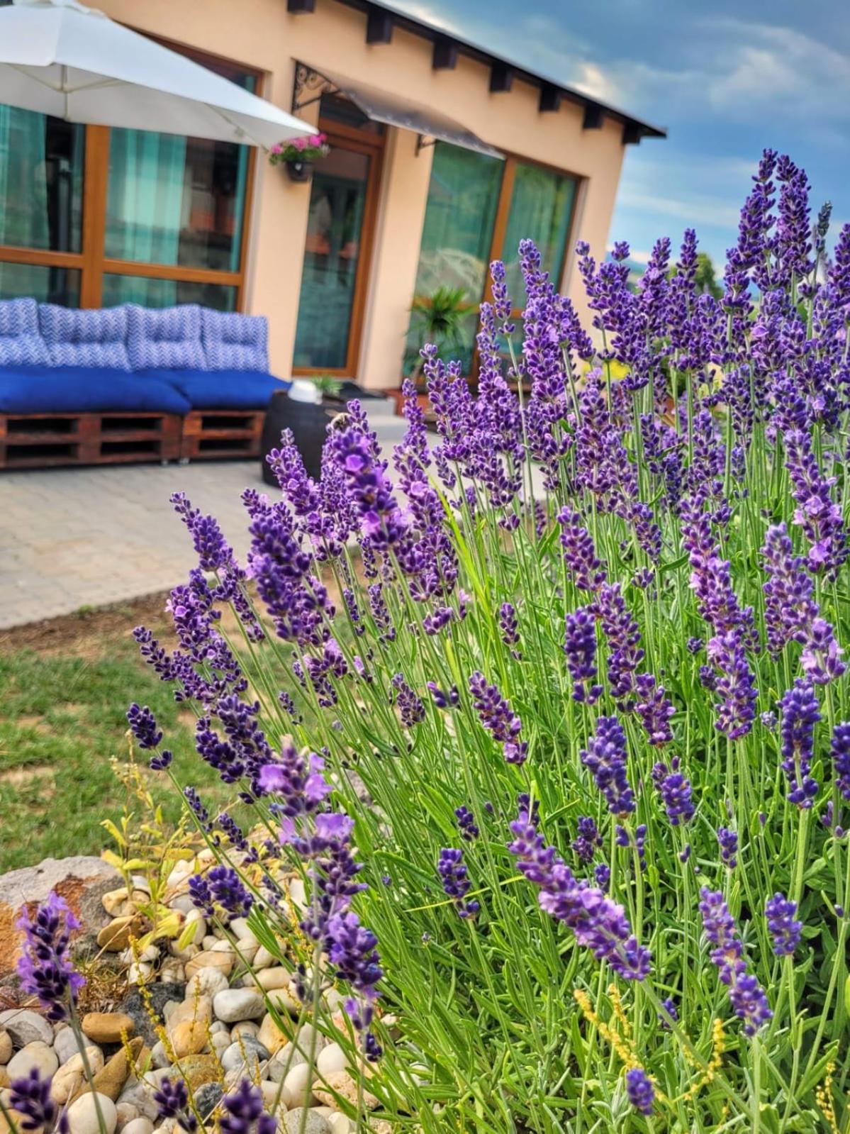 Lavanda Garden Apartment view 4