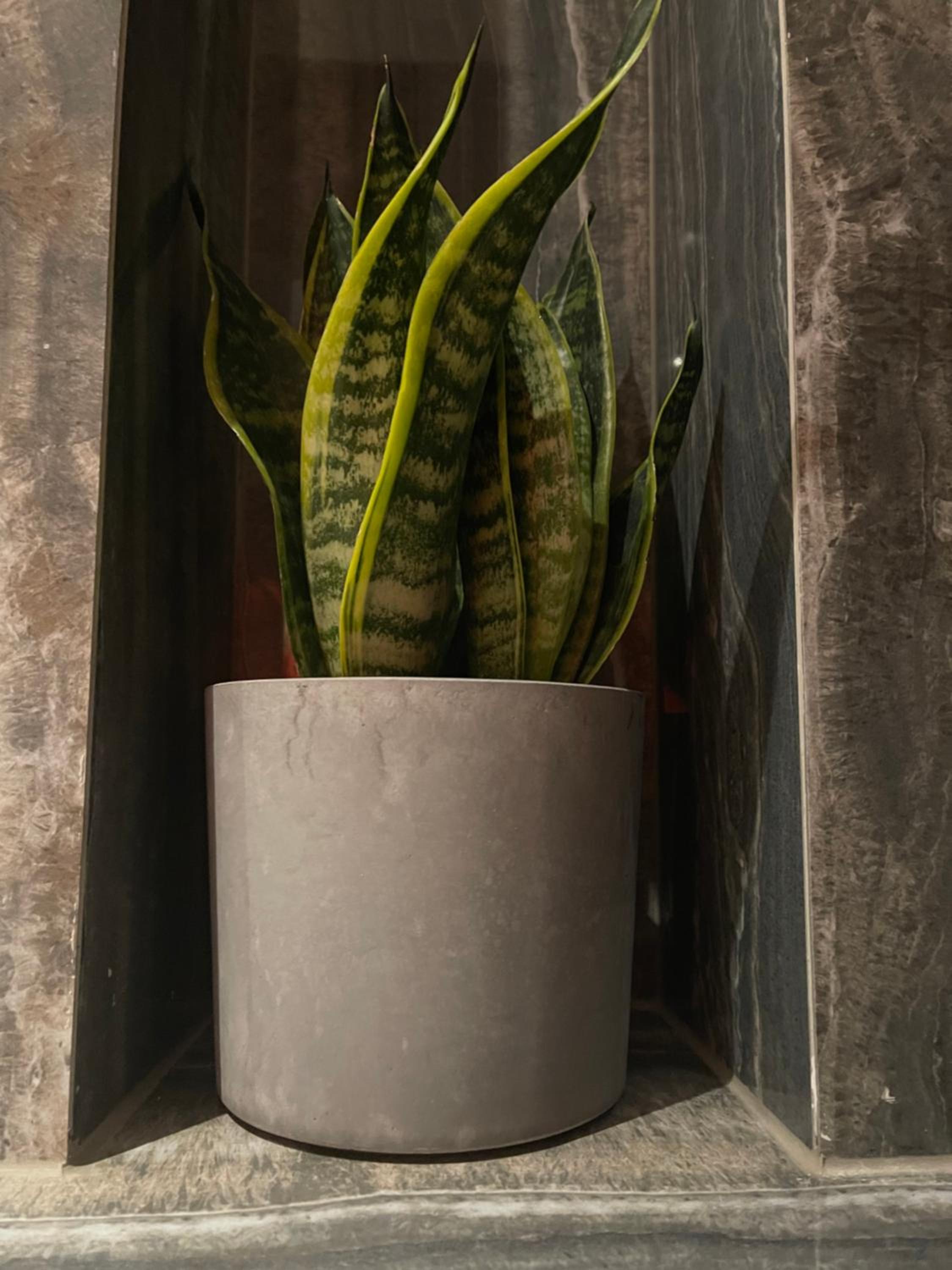 Mangio Dubrovnik Silver
