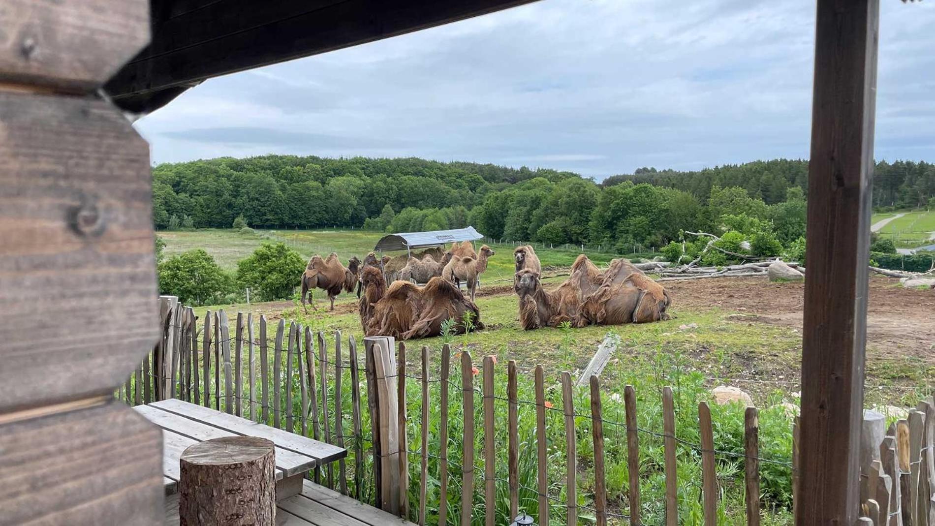 Ree Park Safari