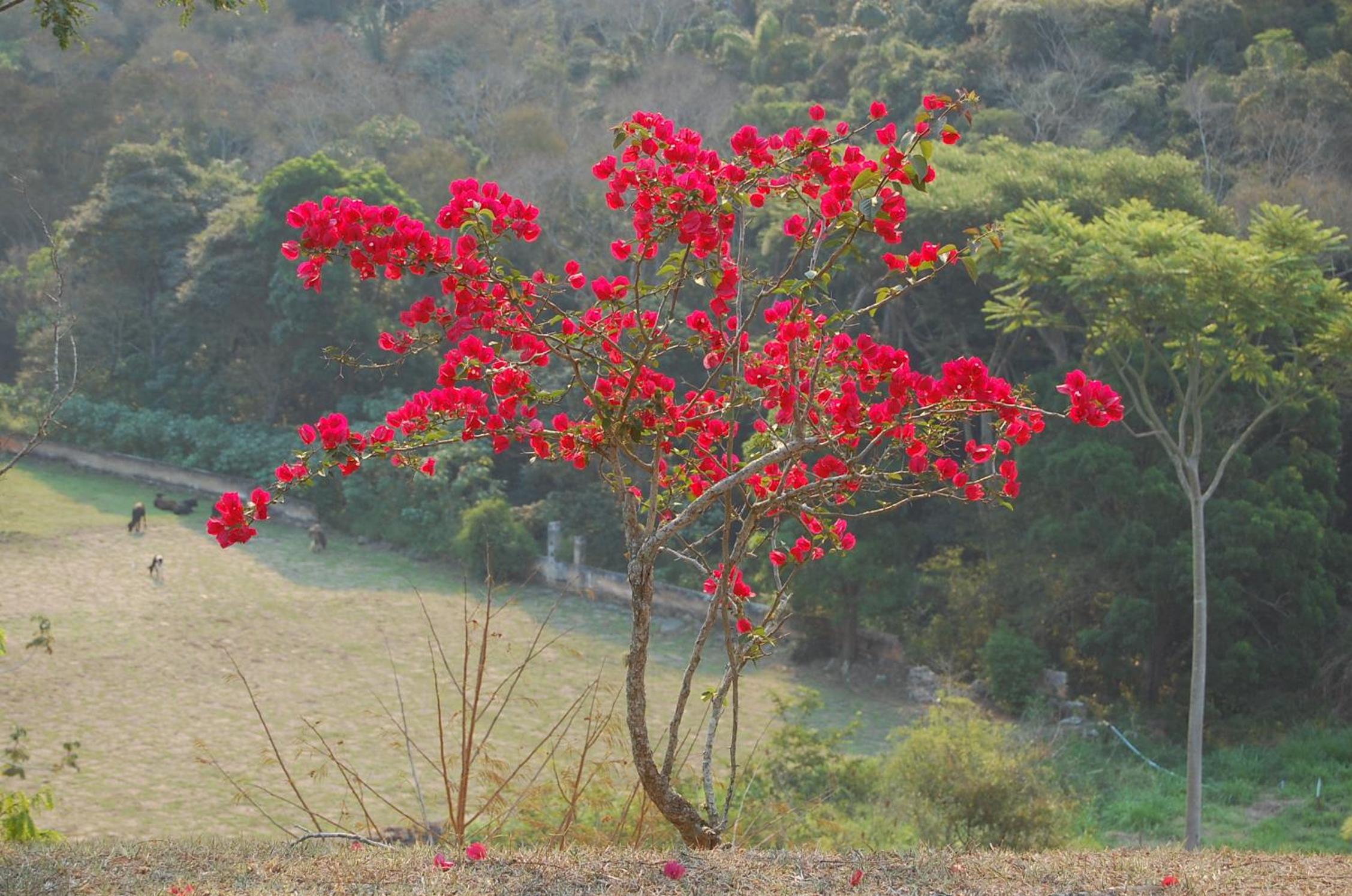 Fazenda Cachoeira Grande