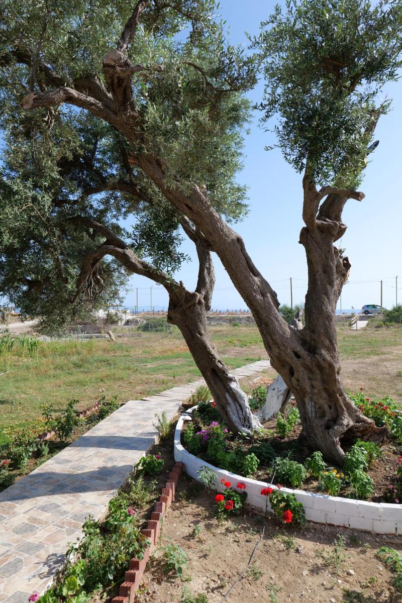 Vila Ari