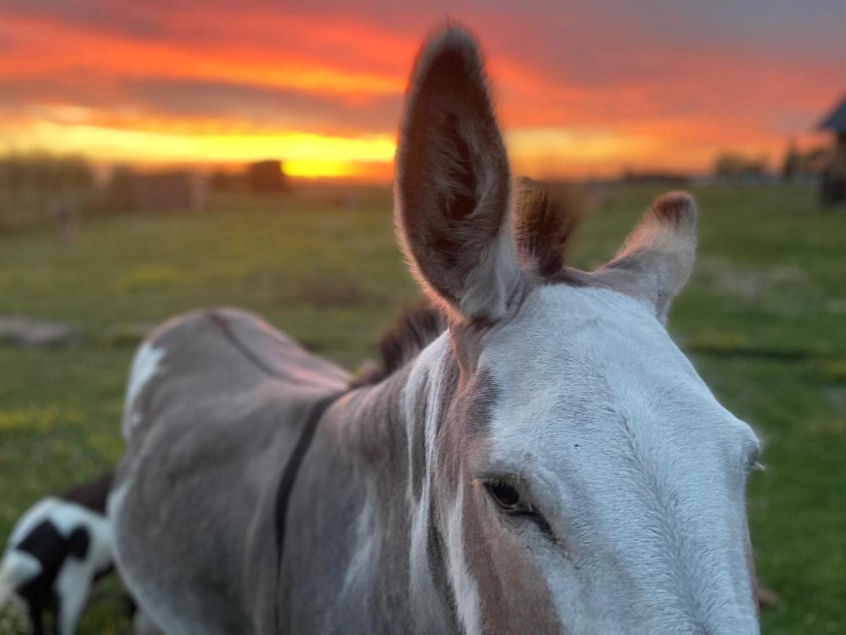 De Wabisabiboerderij