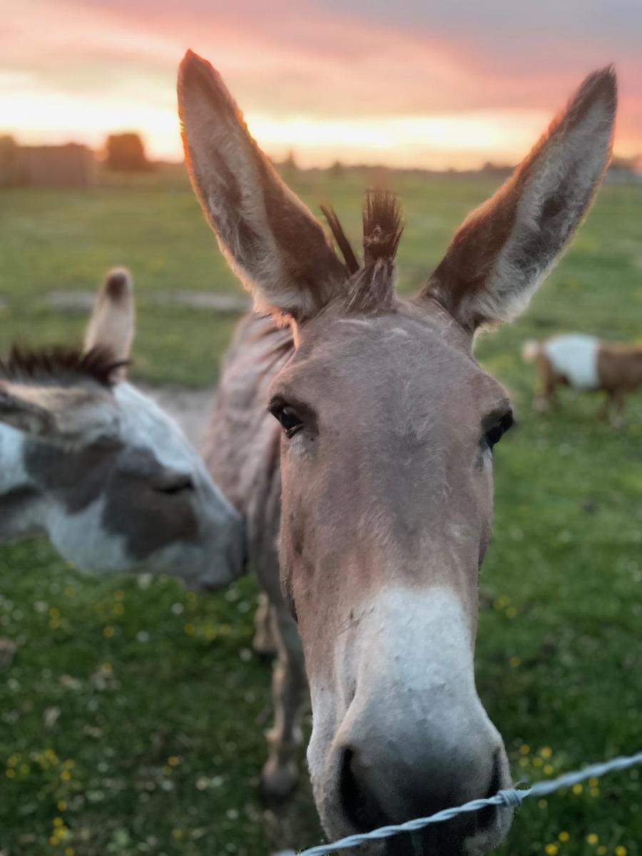 De Wabisabiboerderij