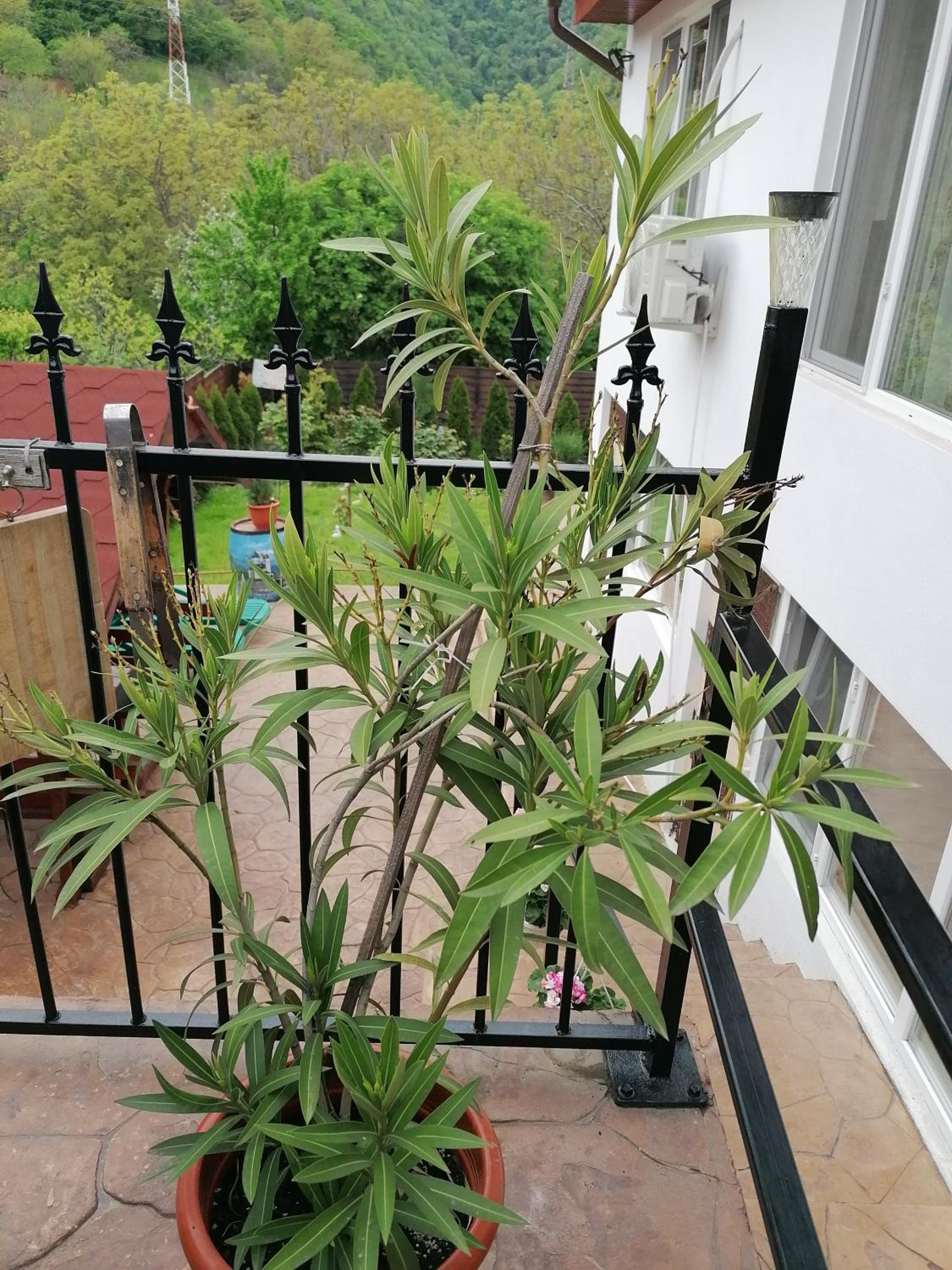 Photo 44