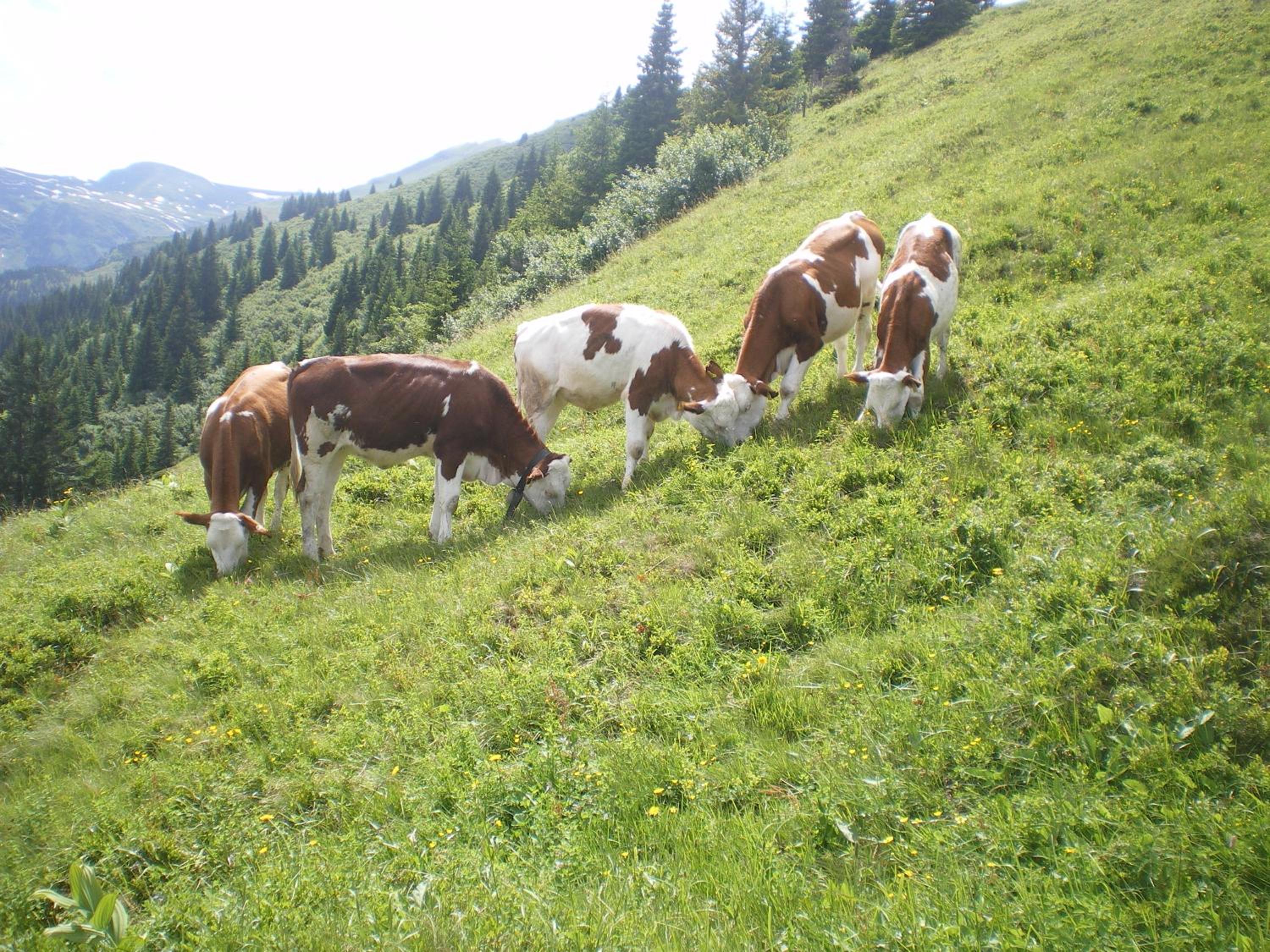Biobauernhof Aslgut