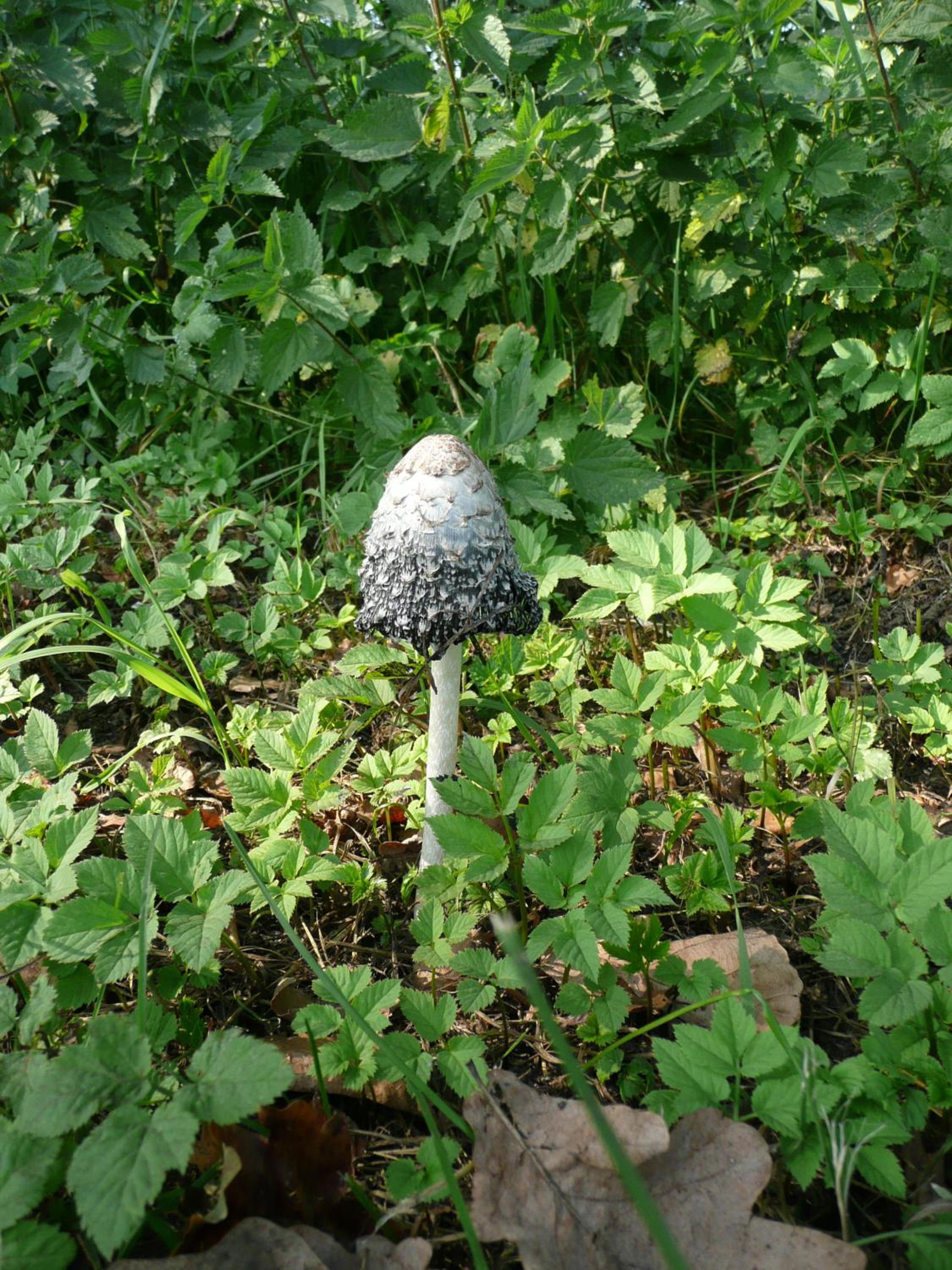 Photo 18