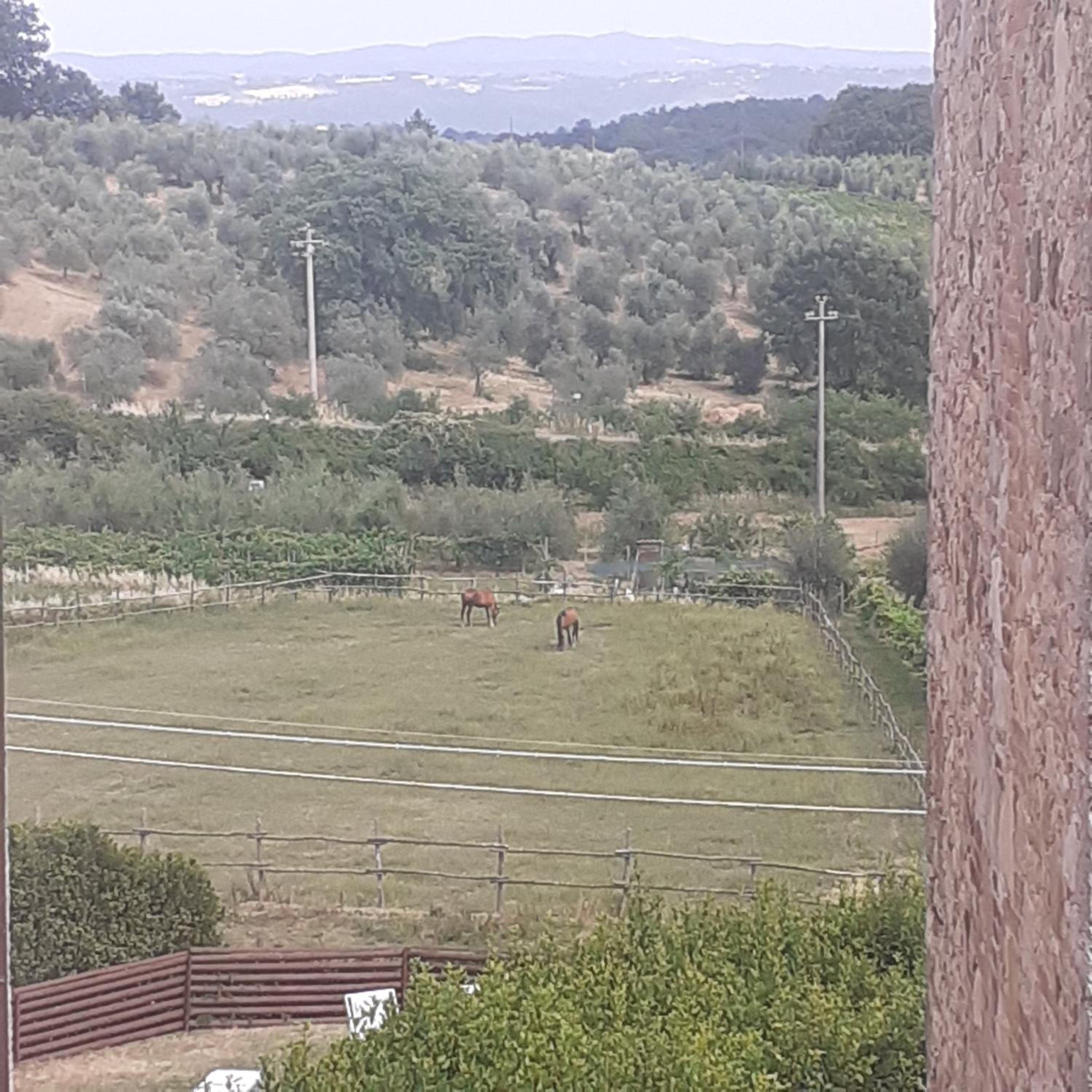 Villa Le Palmine view 4