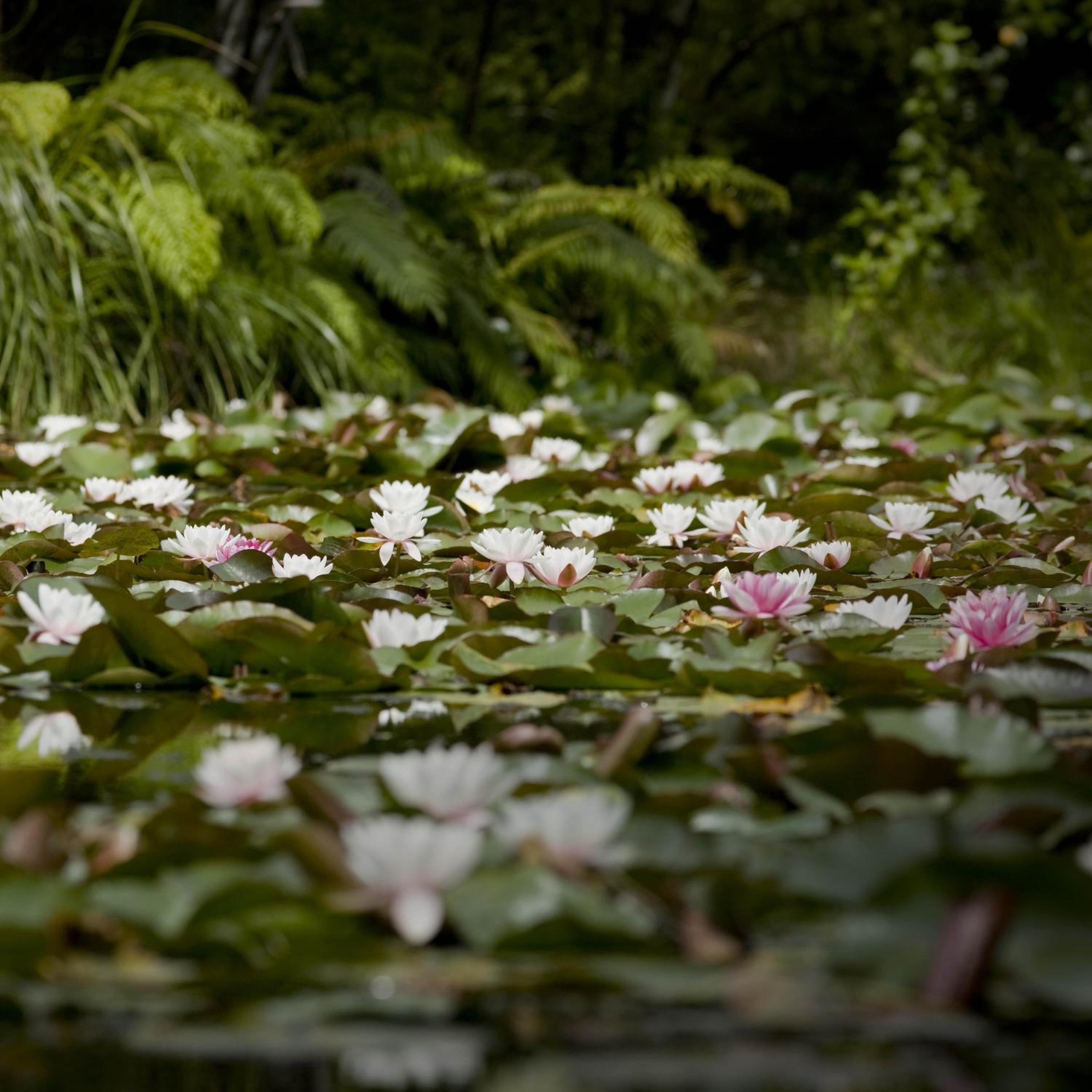 Rapaura Watergardens