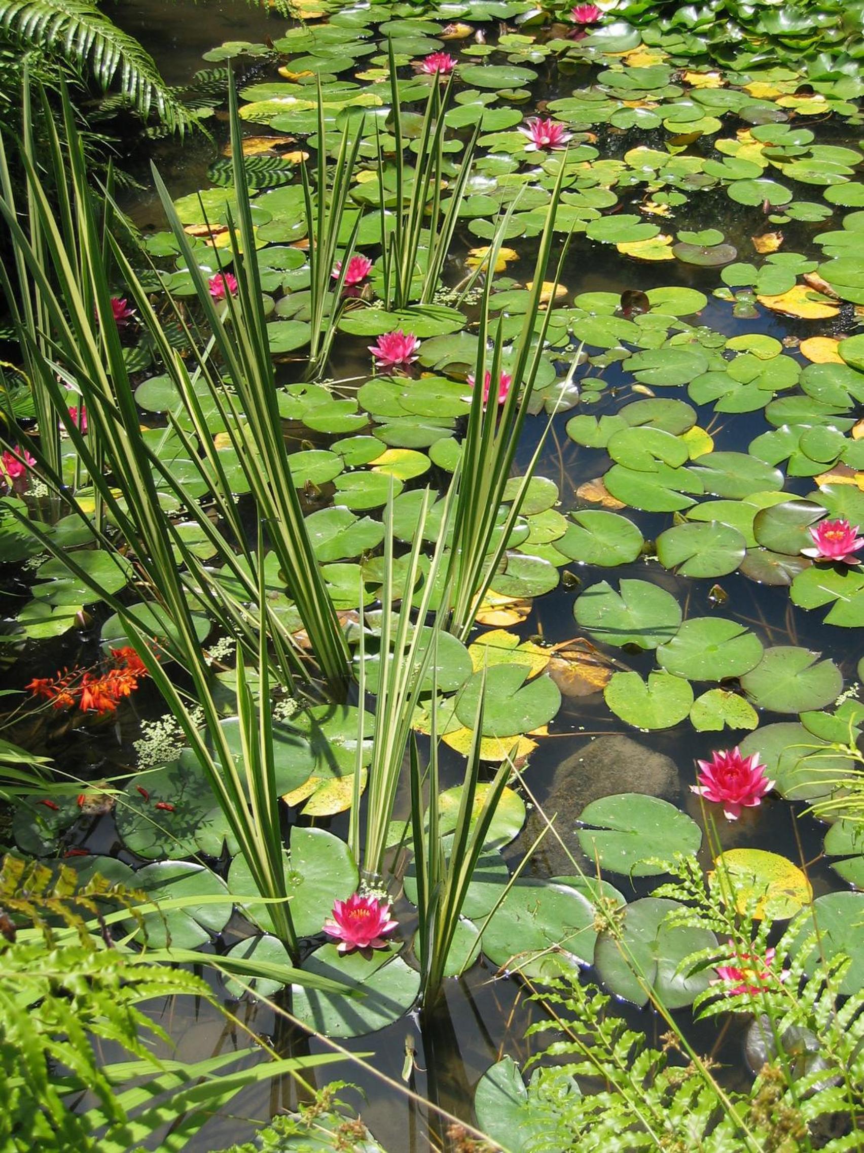Rapaura Watergardens