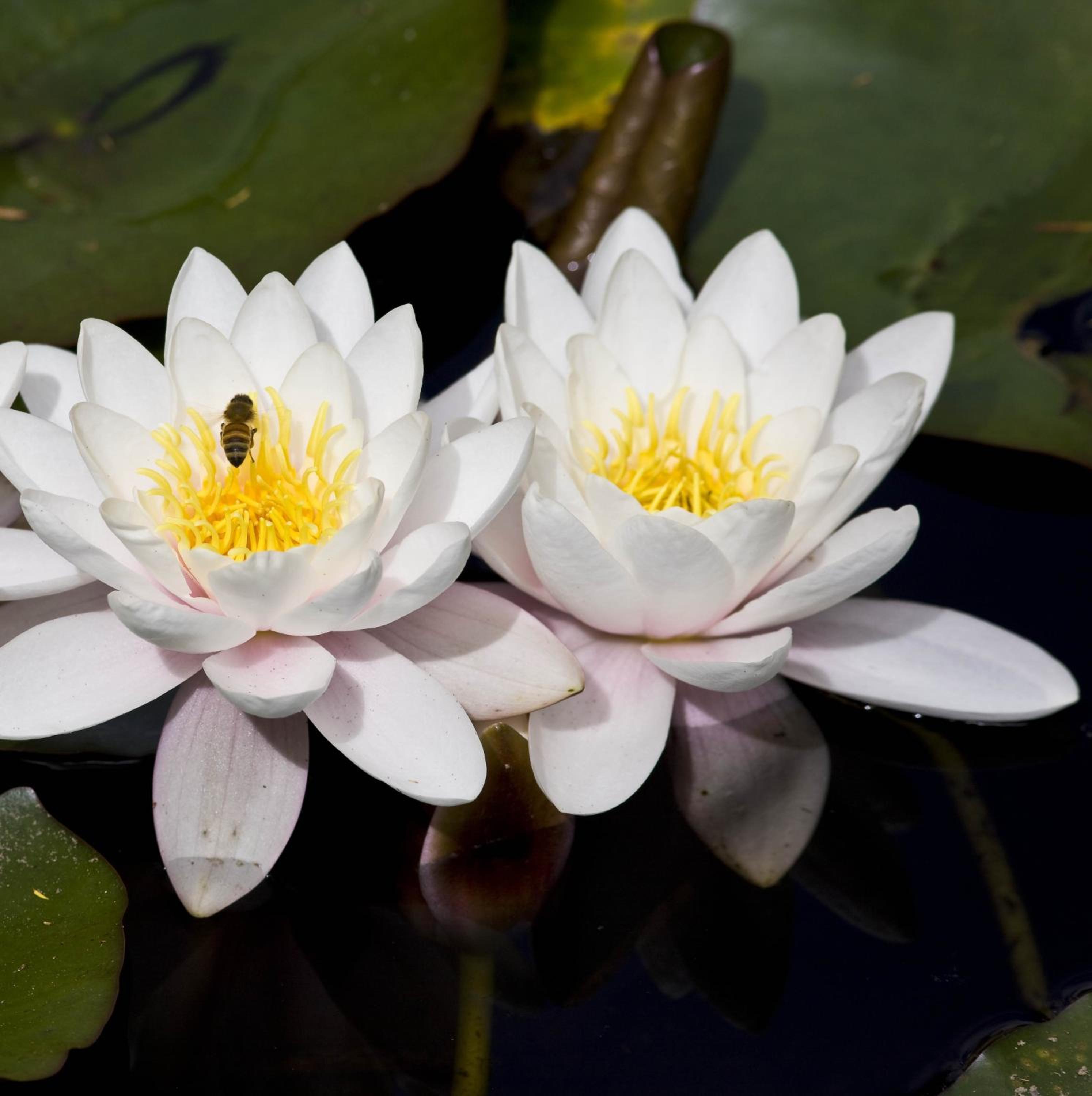 Rapaura Watergardens
