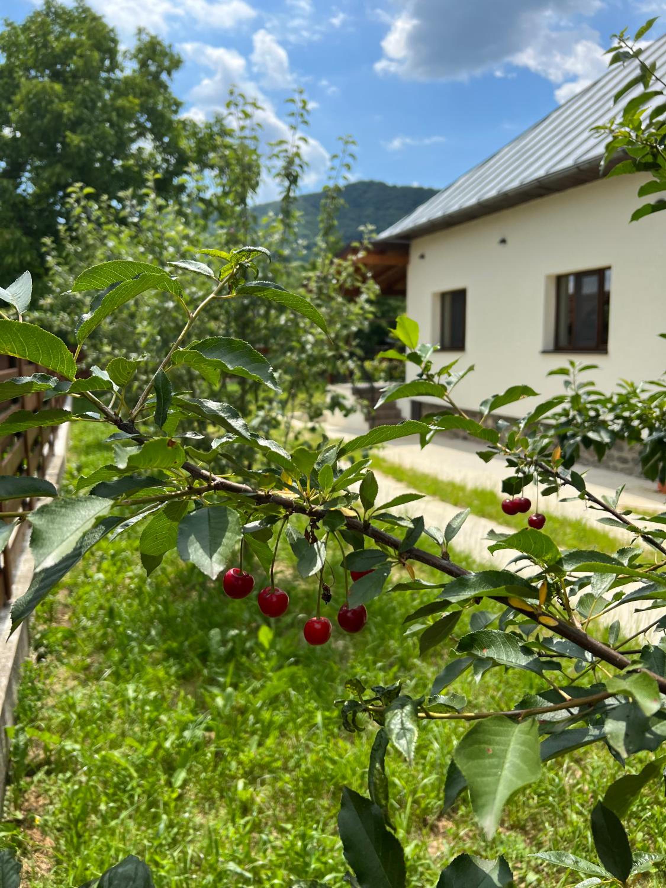 Casa Ana Corbșori view 4