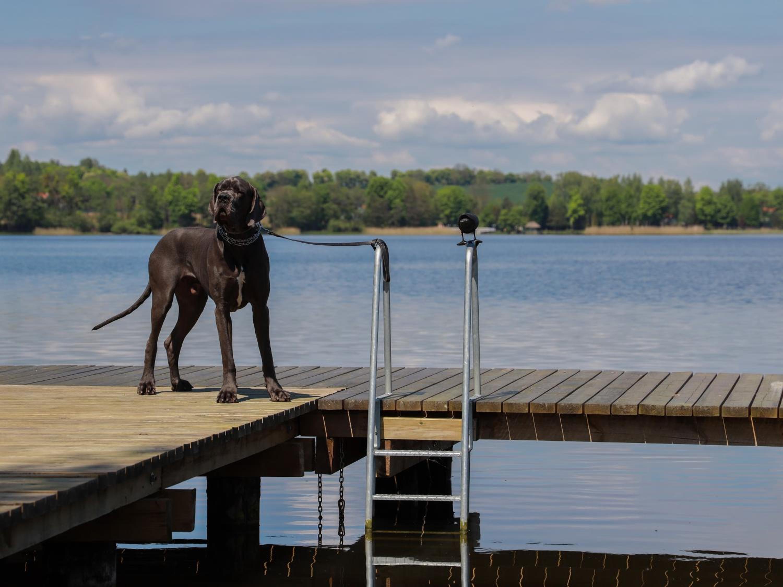 Go Mazury, photo 40