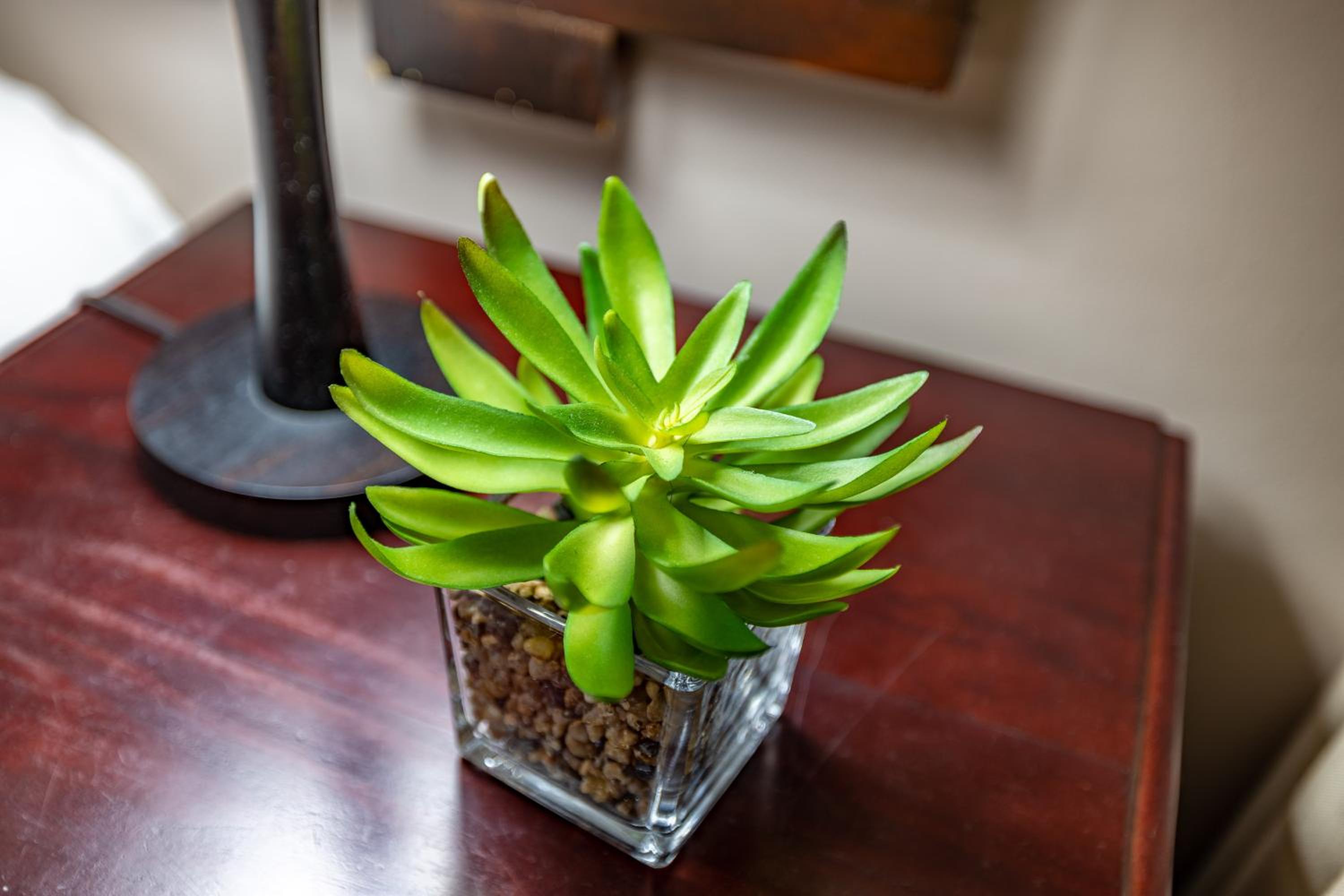 Hazyview Vacations - Dreamfields Guesthouse - Property Image 7