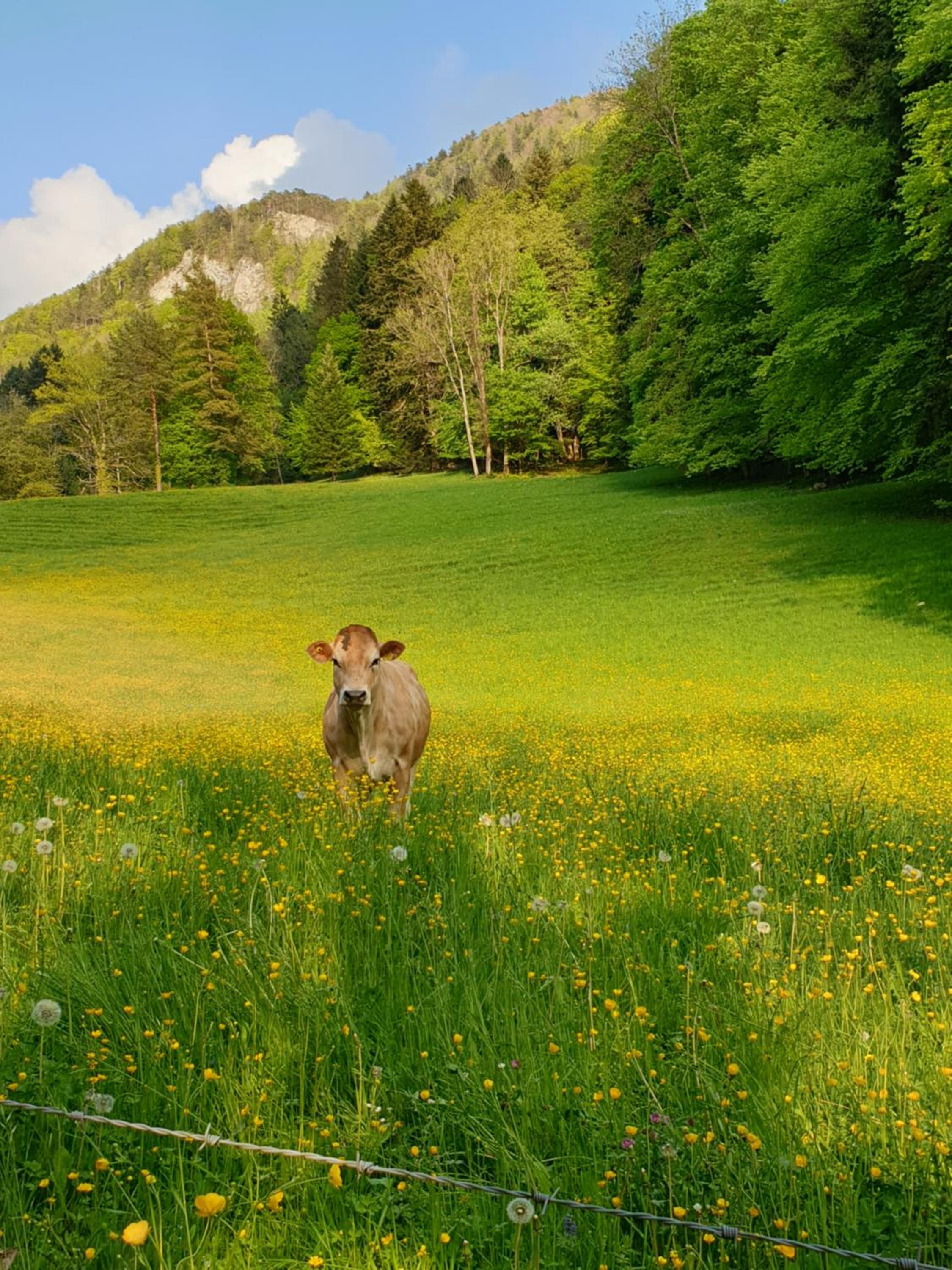 Agréable chambre d'hôtes, au calme, dans la nature