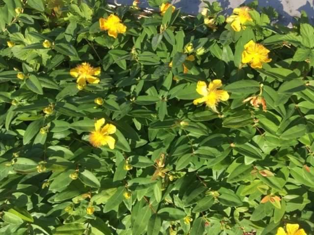 Photo 43