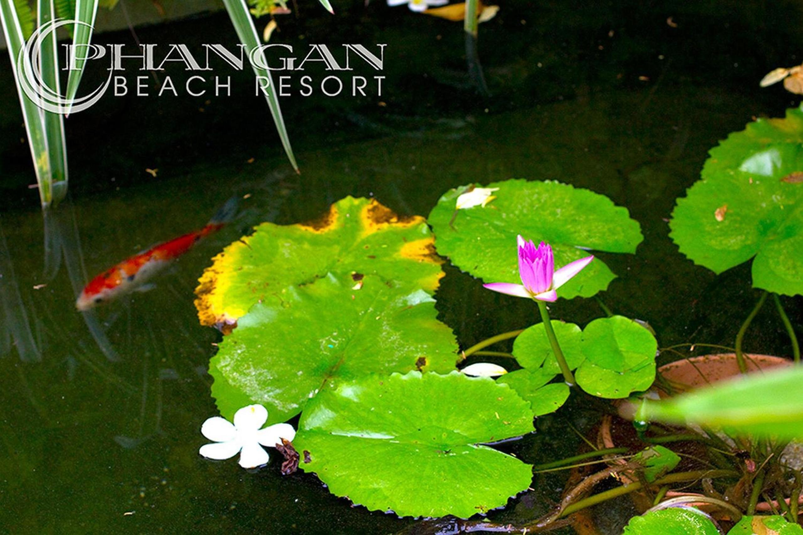 Phangan Beach Resort