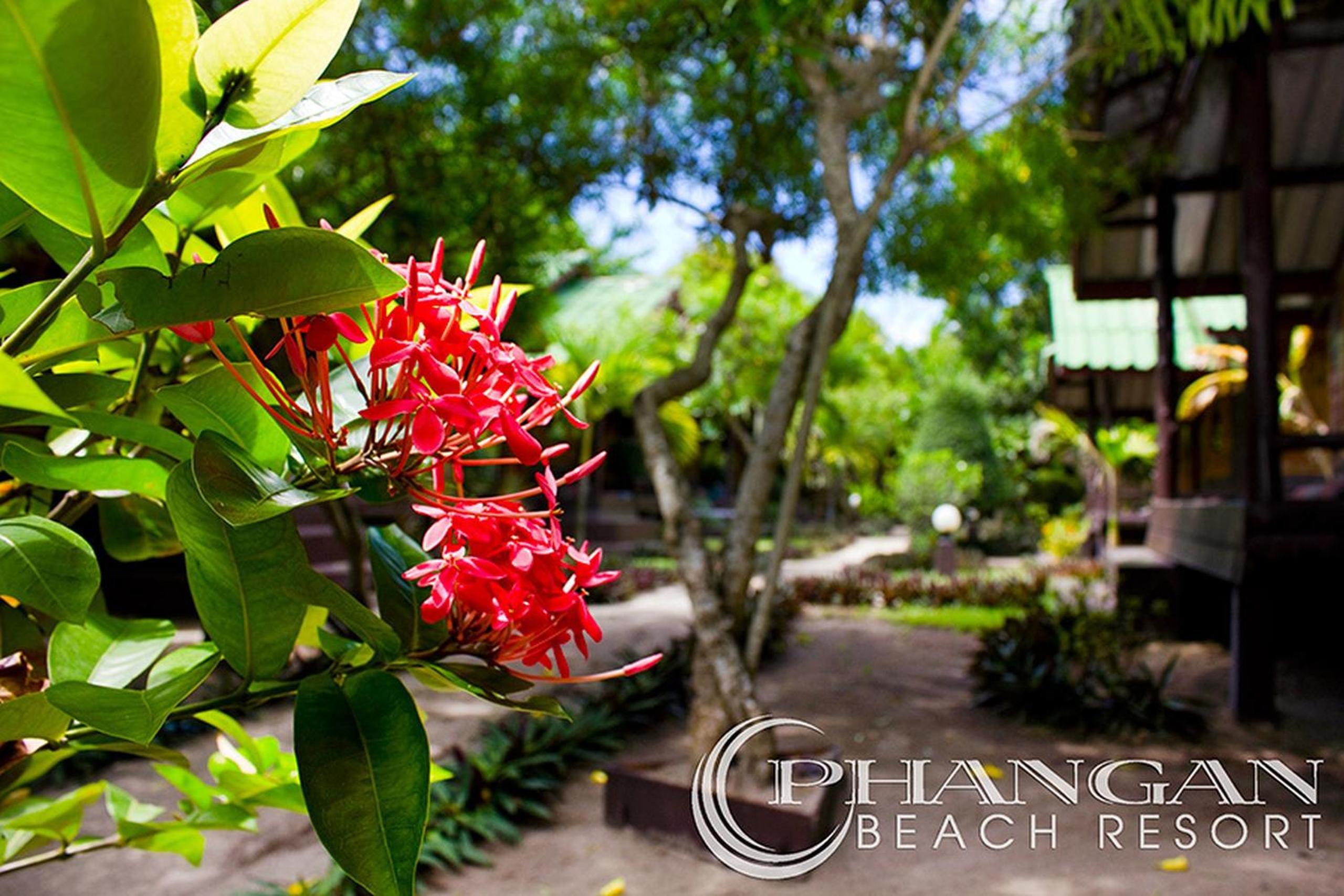Phangan Beach Resort