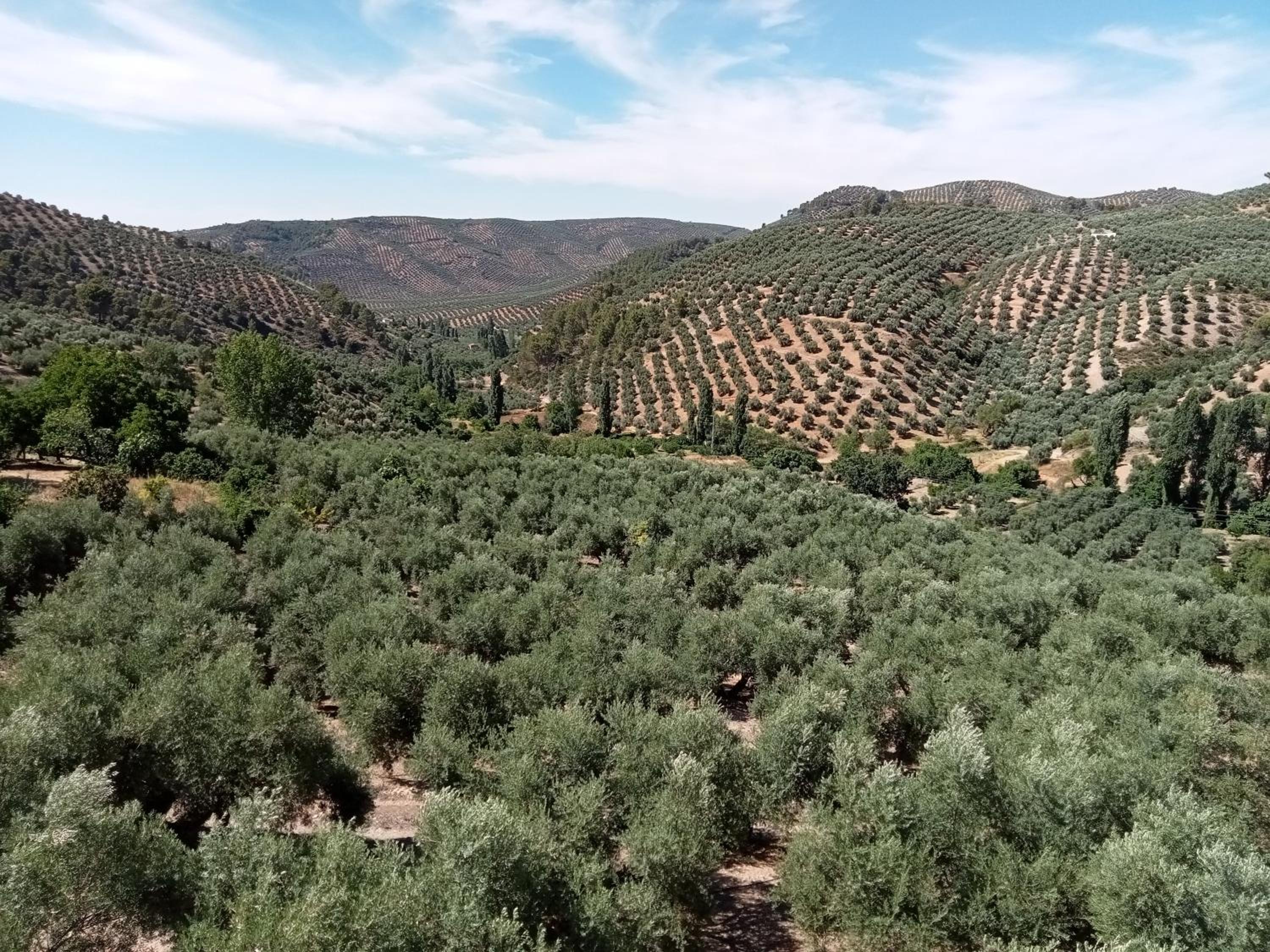 El Almendro De La Tia Teresa photo 4