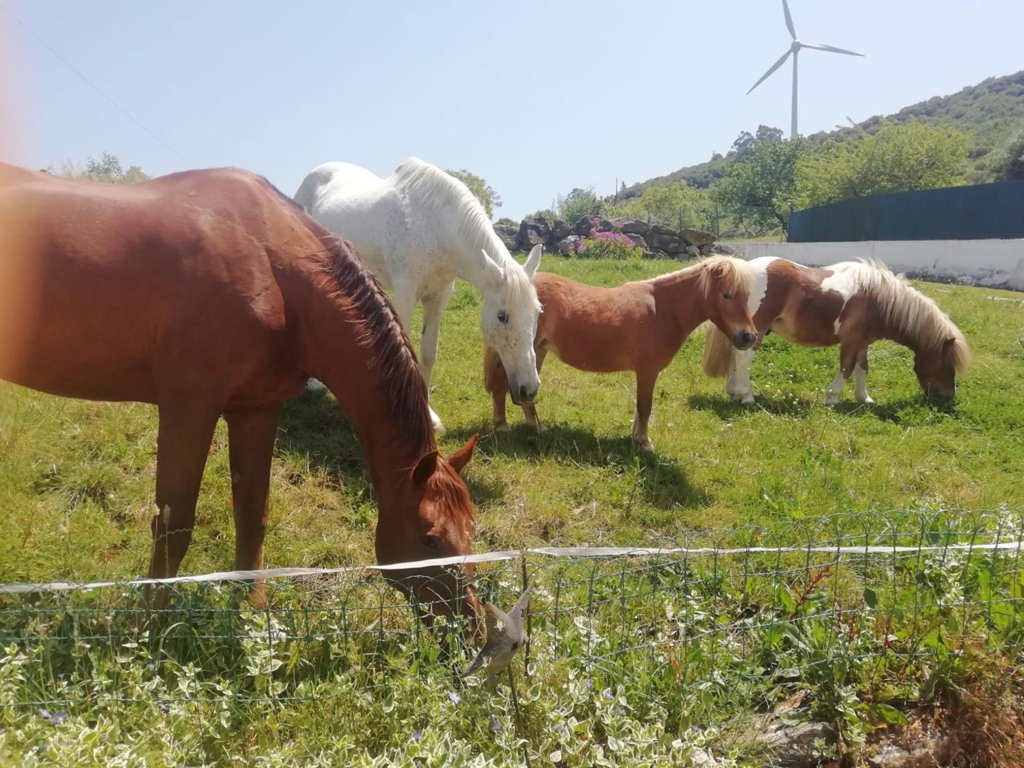 Casinha de campo- Quintinha dos Cavalos- Arruda dos Vinhos