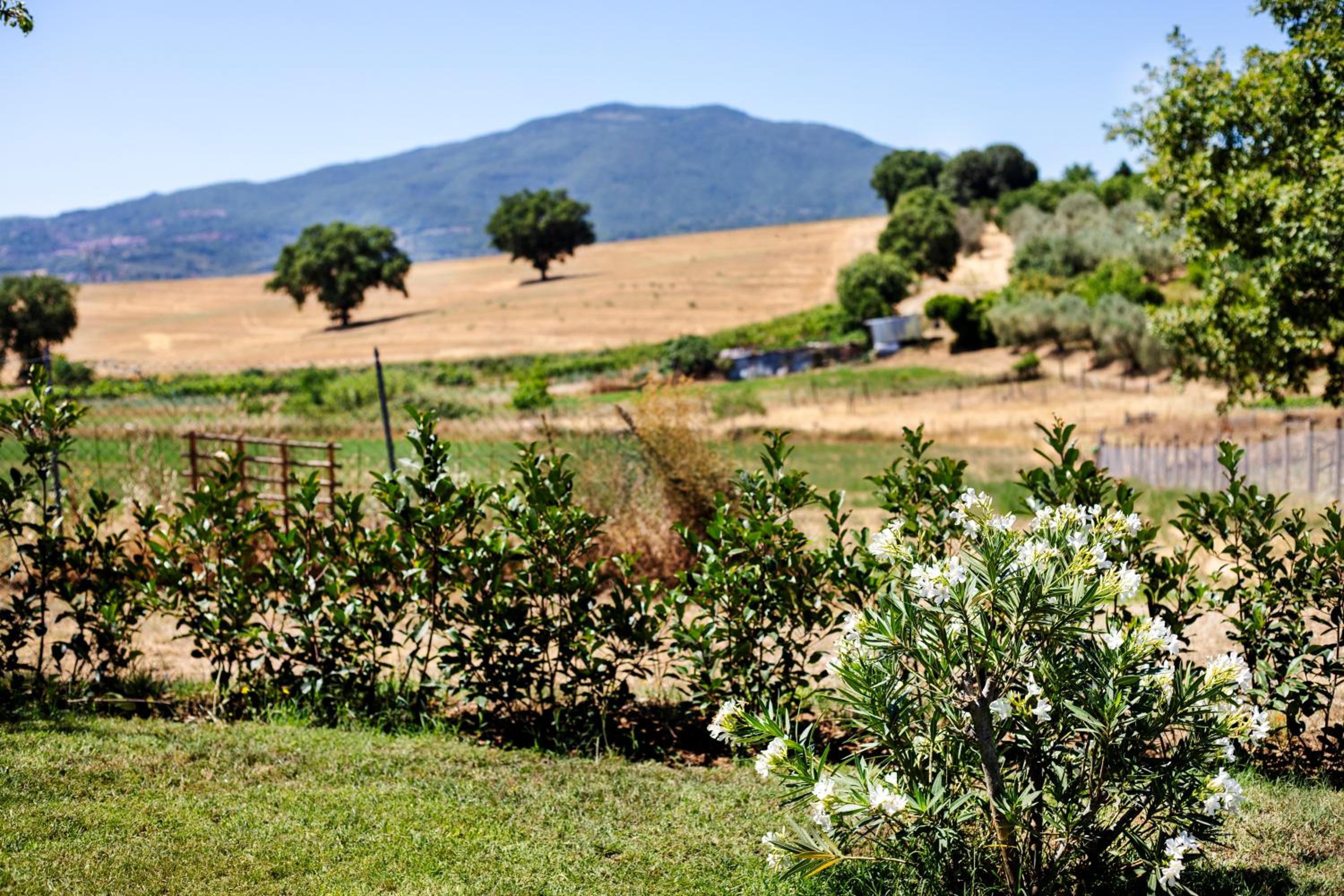 Agriturismo Poggio Degli Ulivi