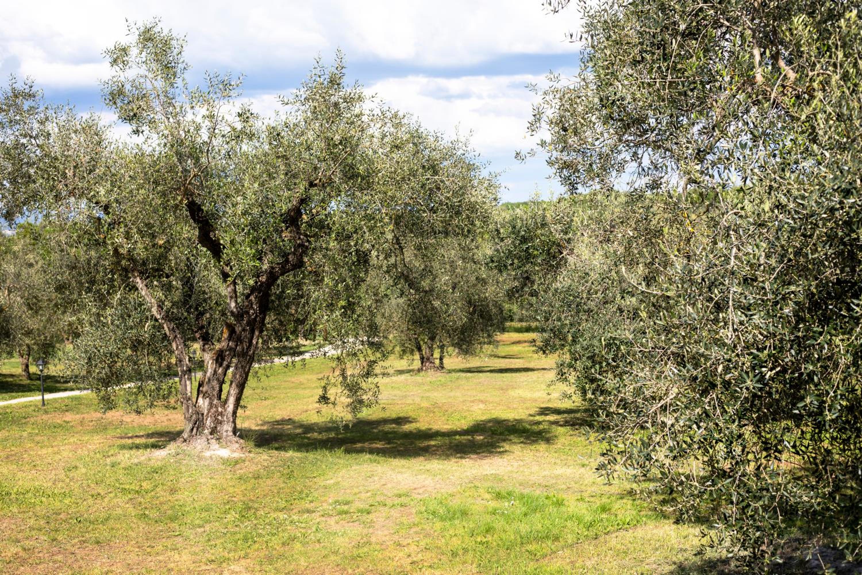 Agriturismo Poggio Degli Ulivi