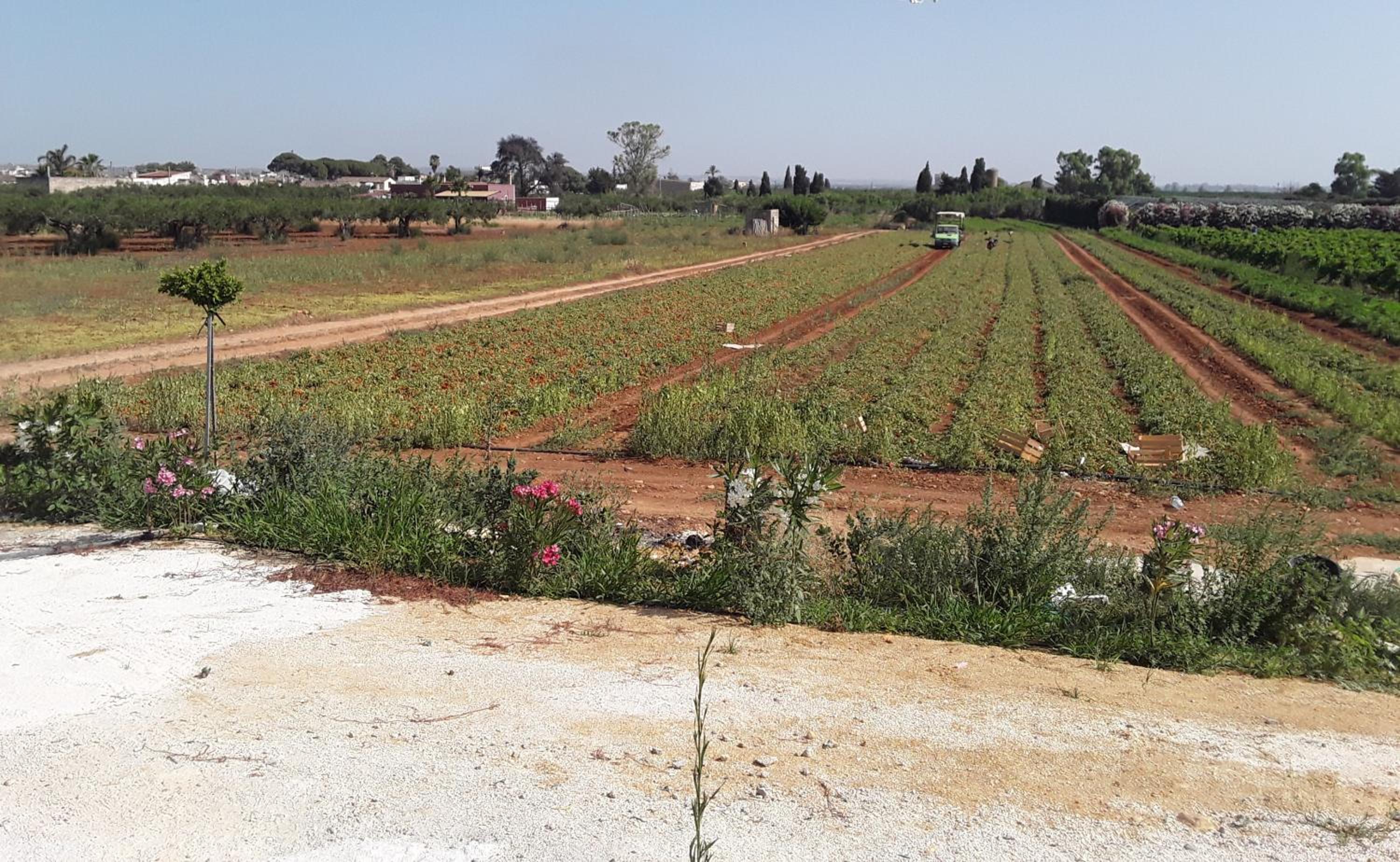 La Campagnola view 2