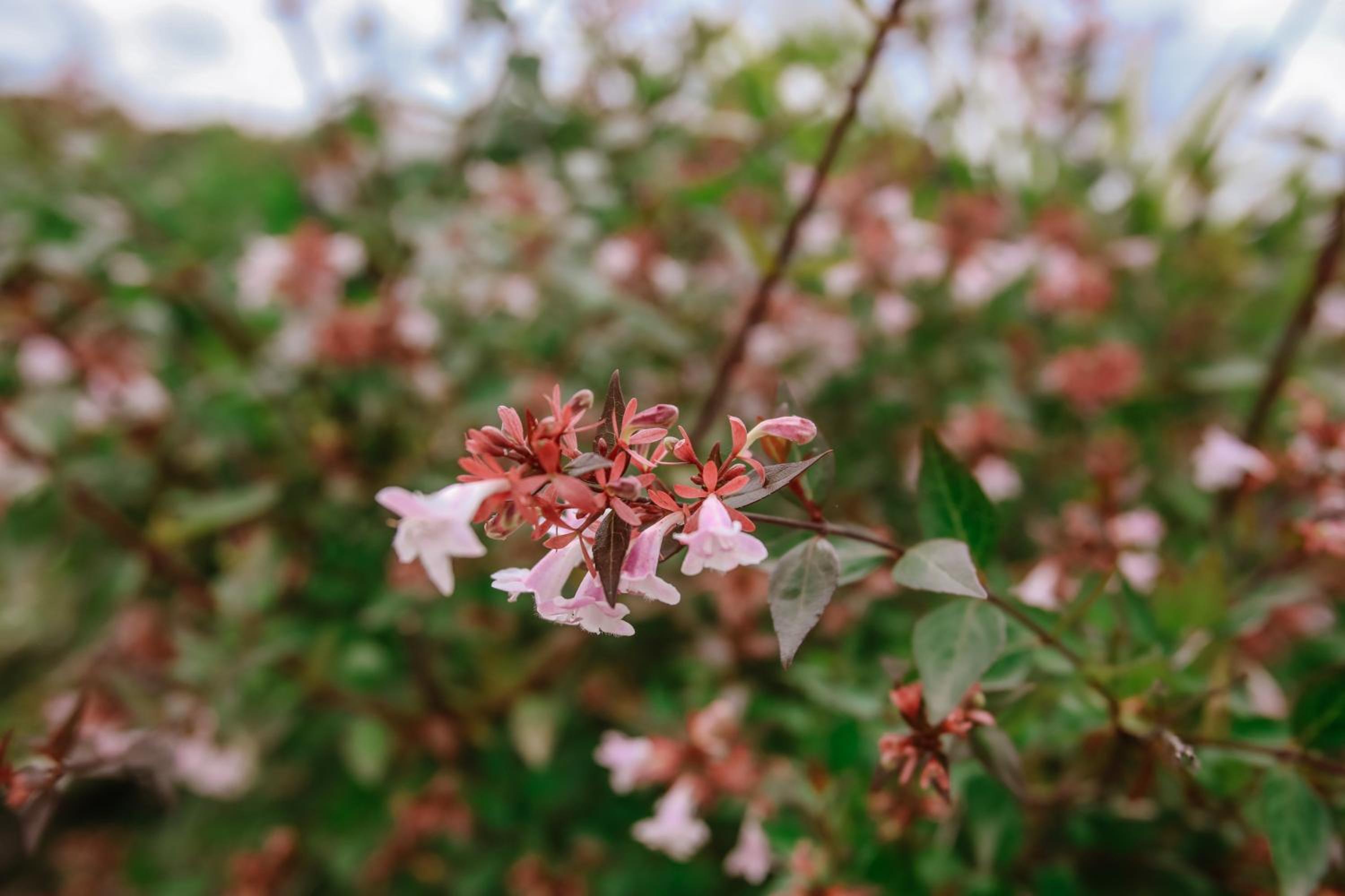 Il Pozzo Fiorito