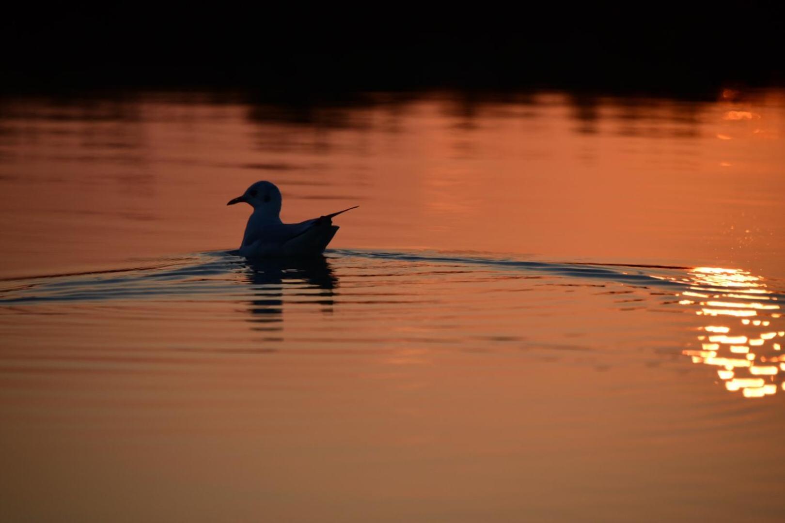 Agriturismo Venice Photobirding