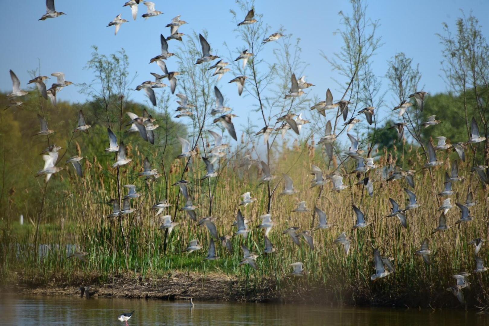 Agriturismo Venice Photobirding