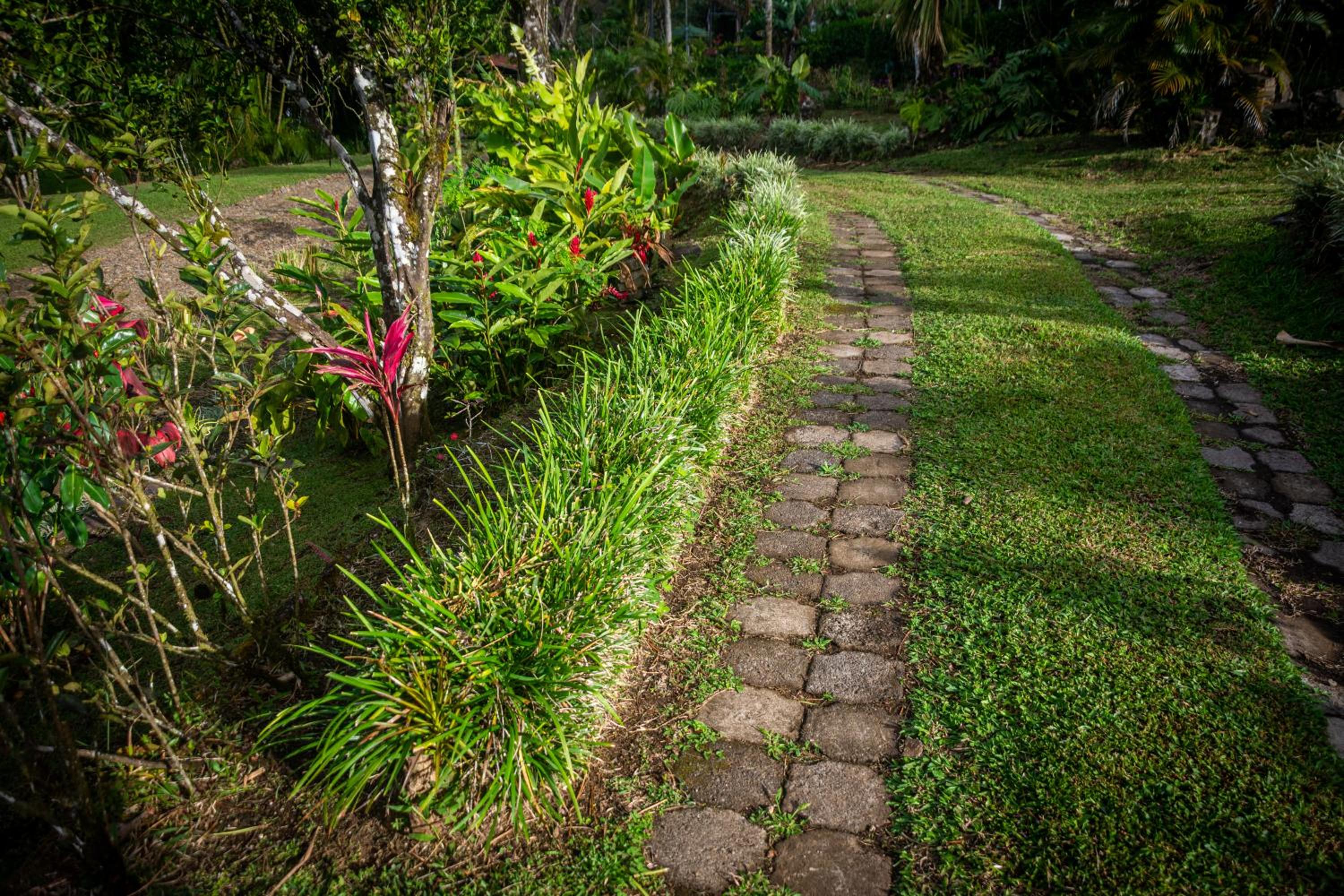 garden