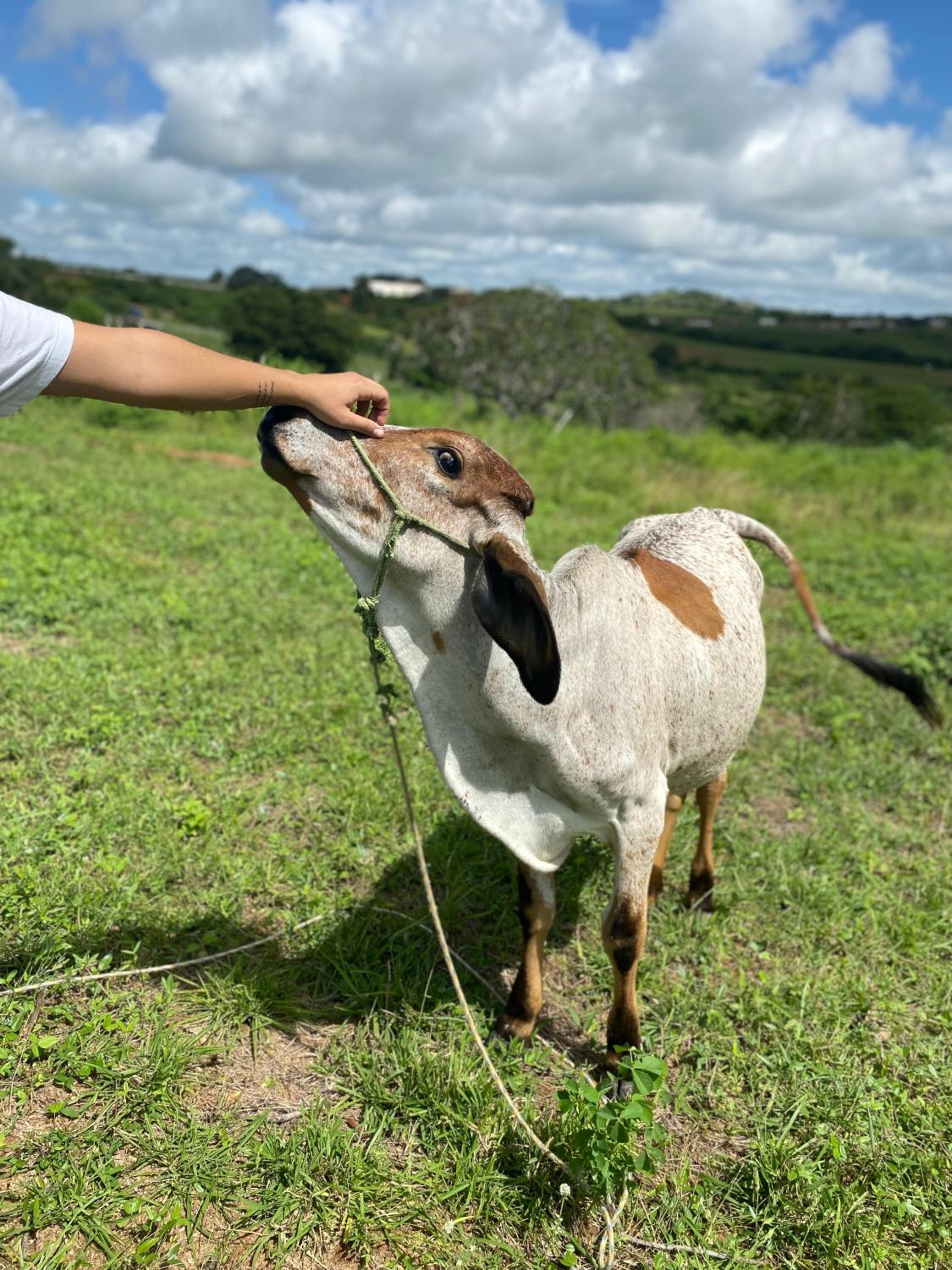 Fazenda Terra Bonita
