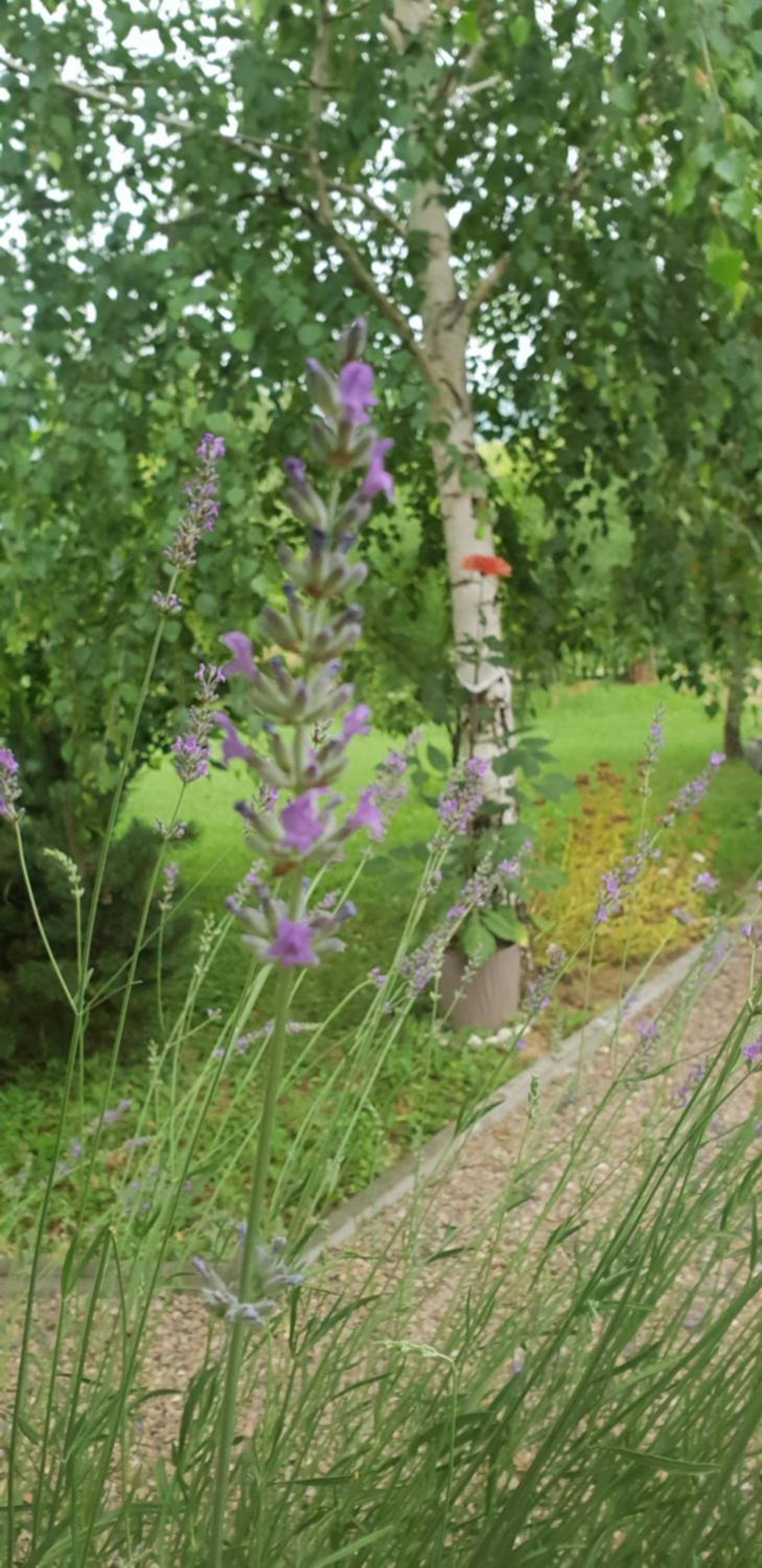 Green Garden Lohovo