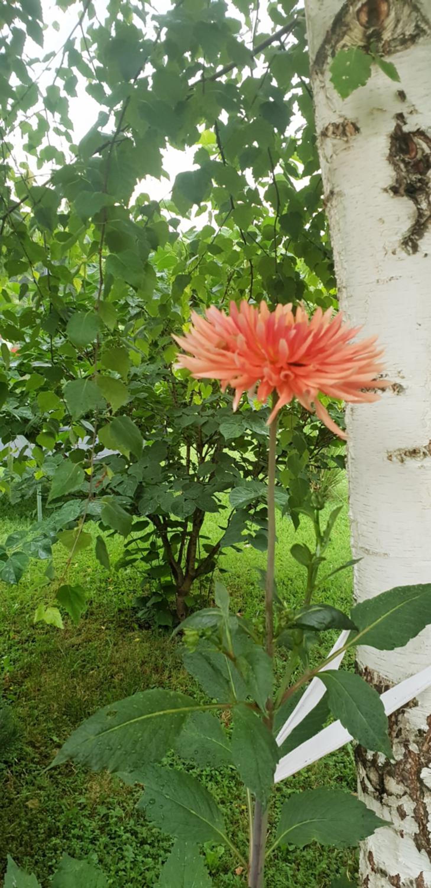 Green Garden Lohovo