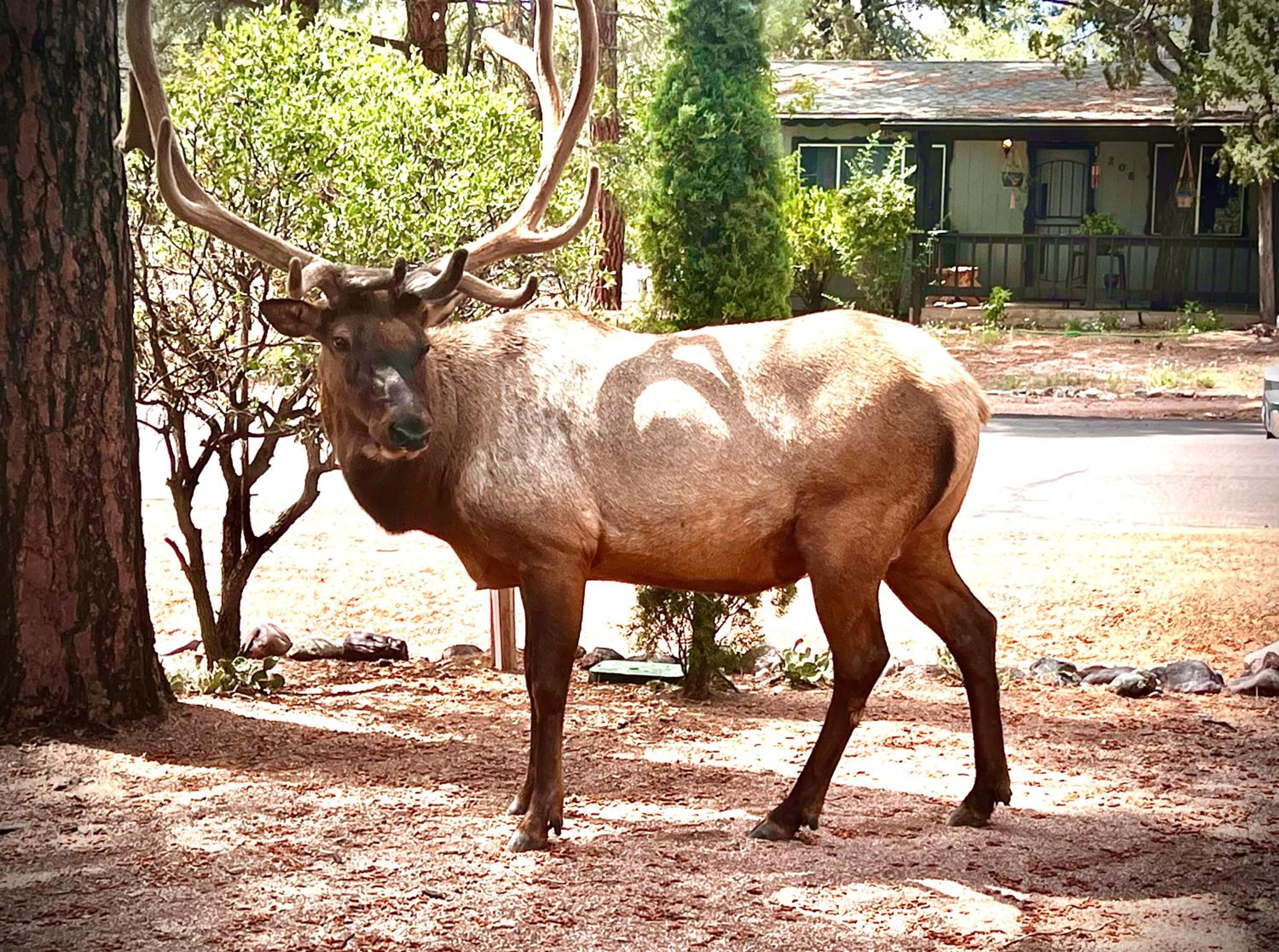 Hidden Gem Retreat in the Heart of Payson view 3