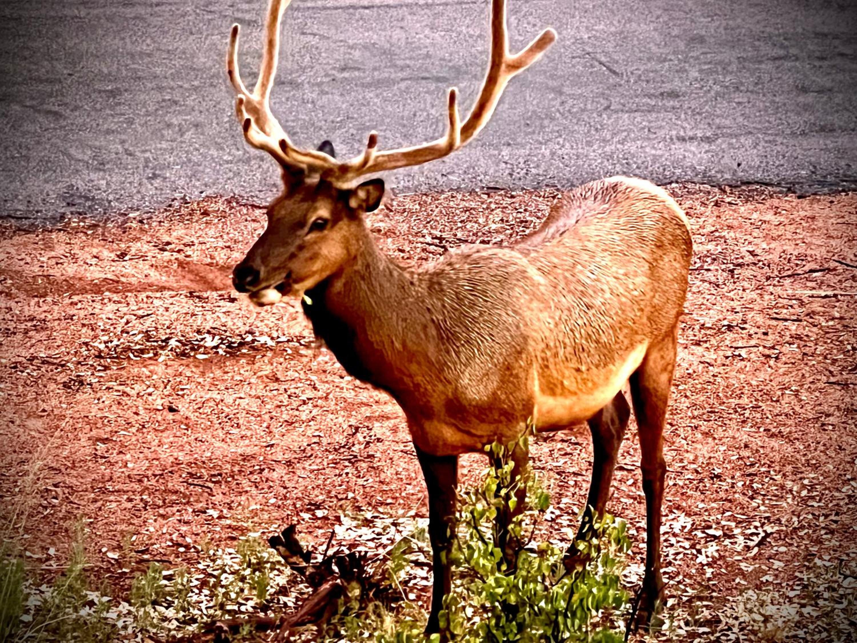 Hidden Gem Retreat in the Heart of Payson view 5