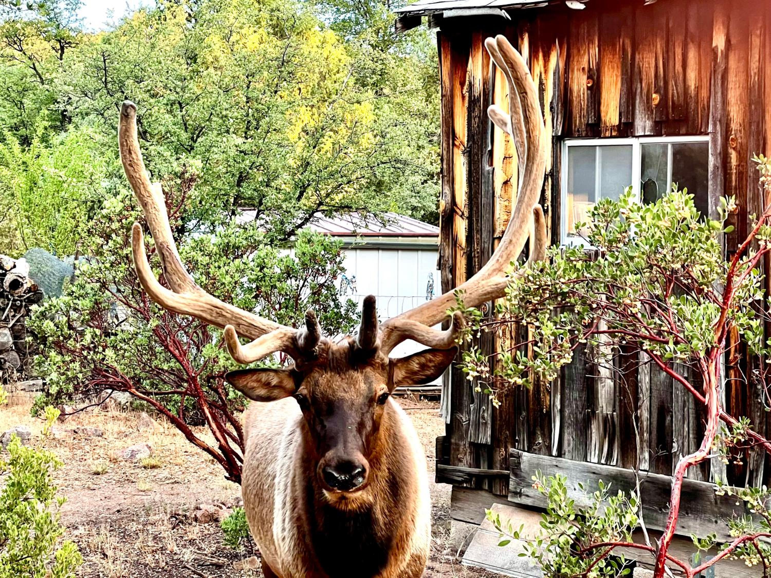 Hidden Gem Retreat in the Heart of Payson view 4