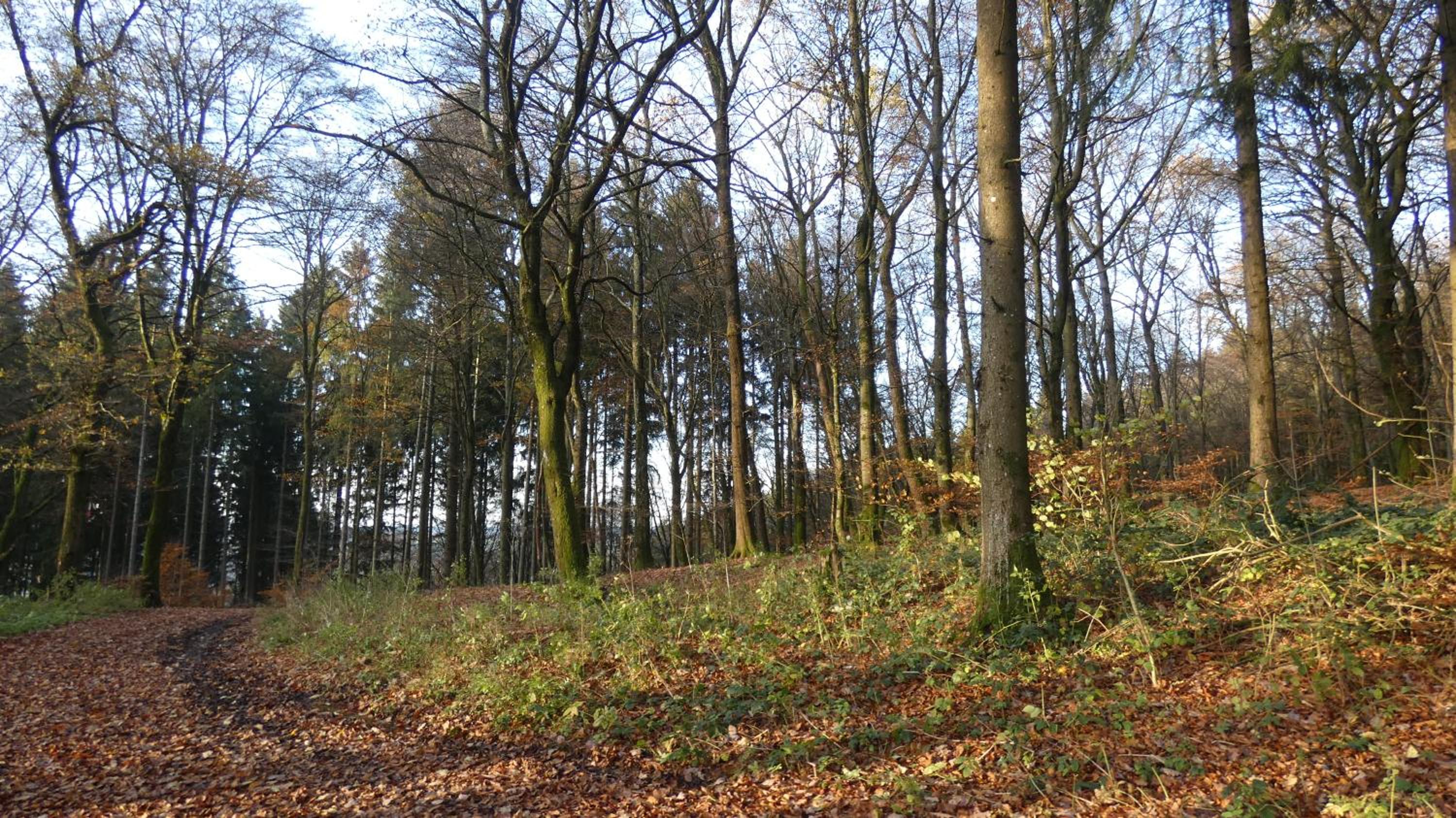 Ferienwohnung Schwalbennest