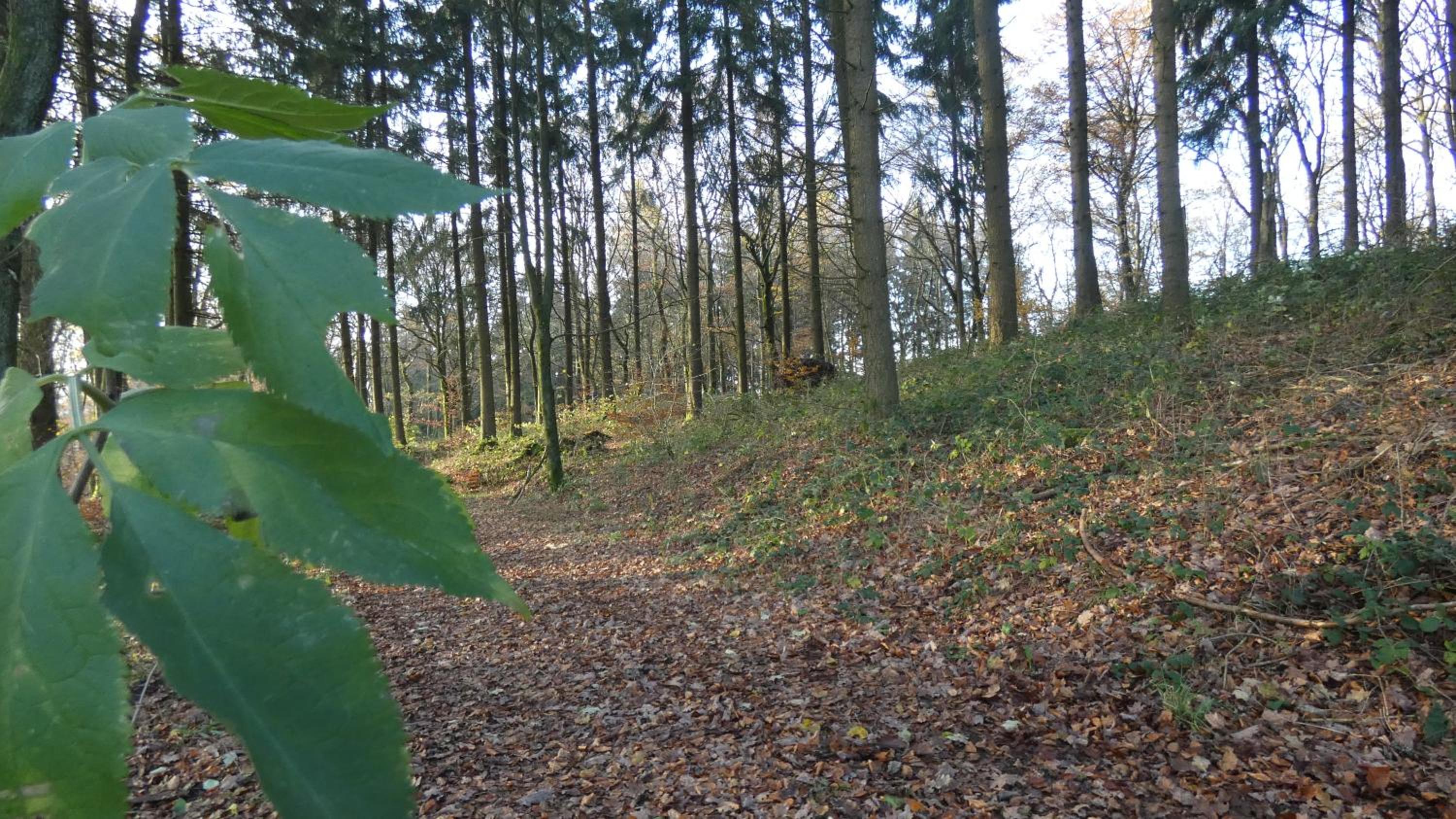 Ferienwohnung Schwalbennest