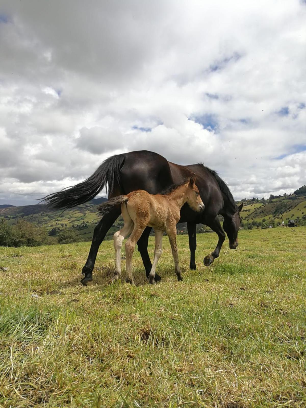 Yinkana Camping y Glamping