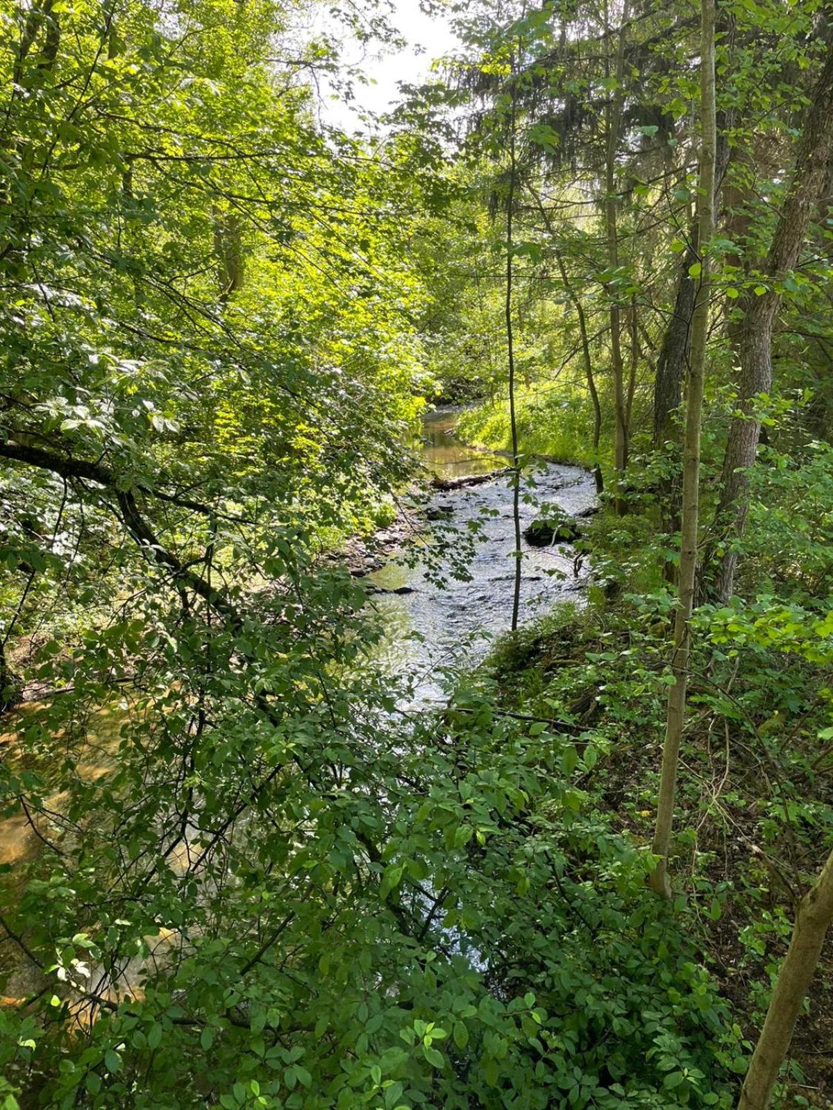 Die Wasseramsel