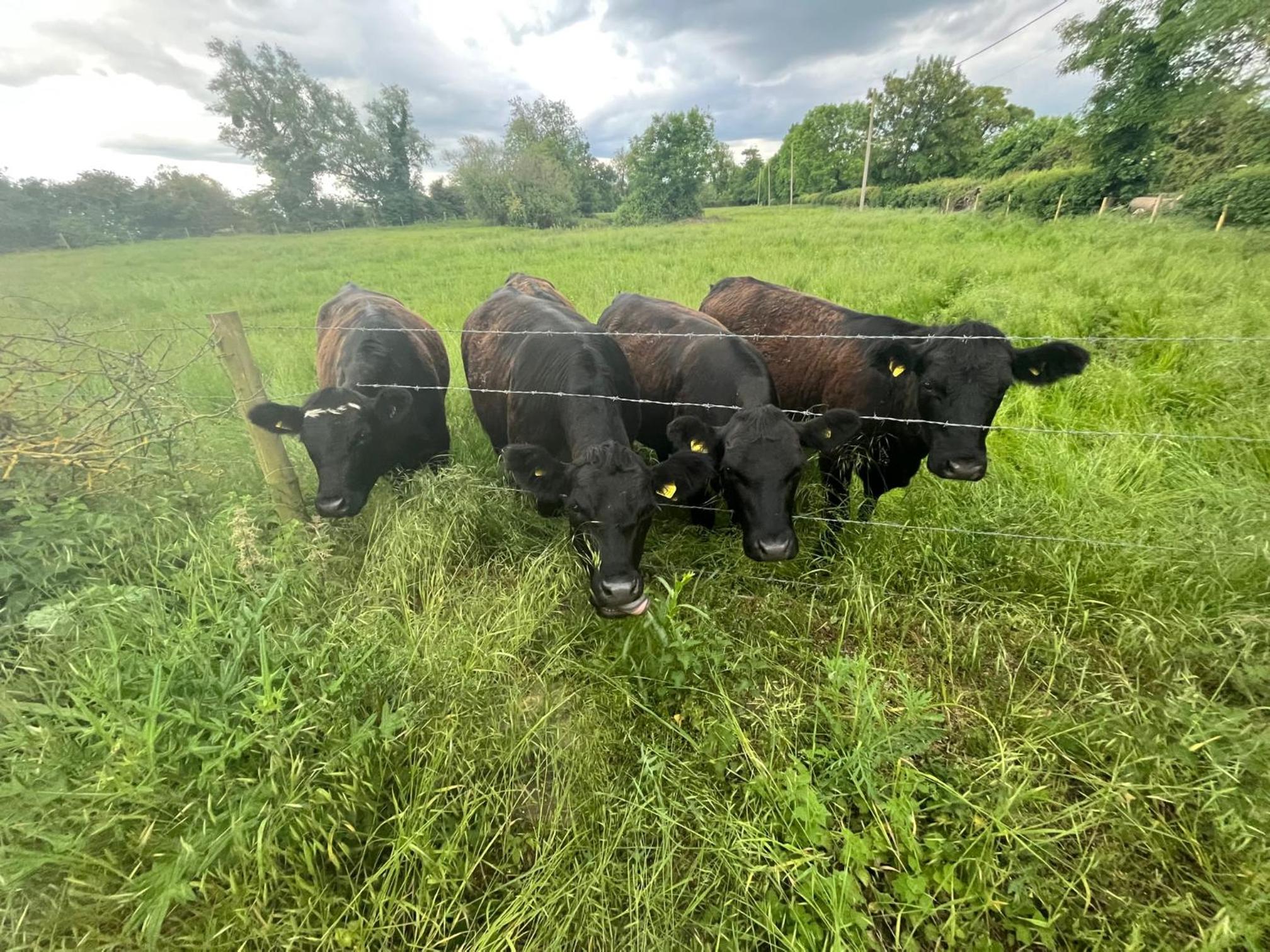 Photo 25